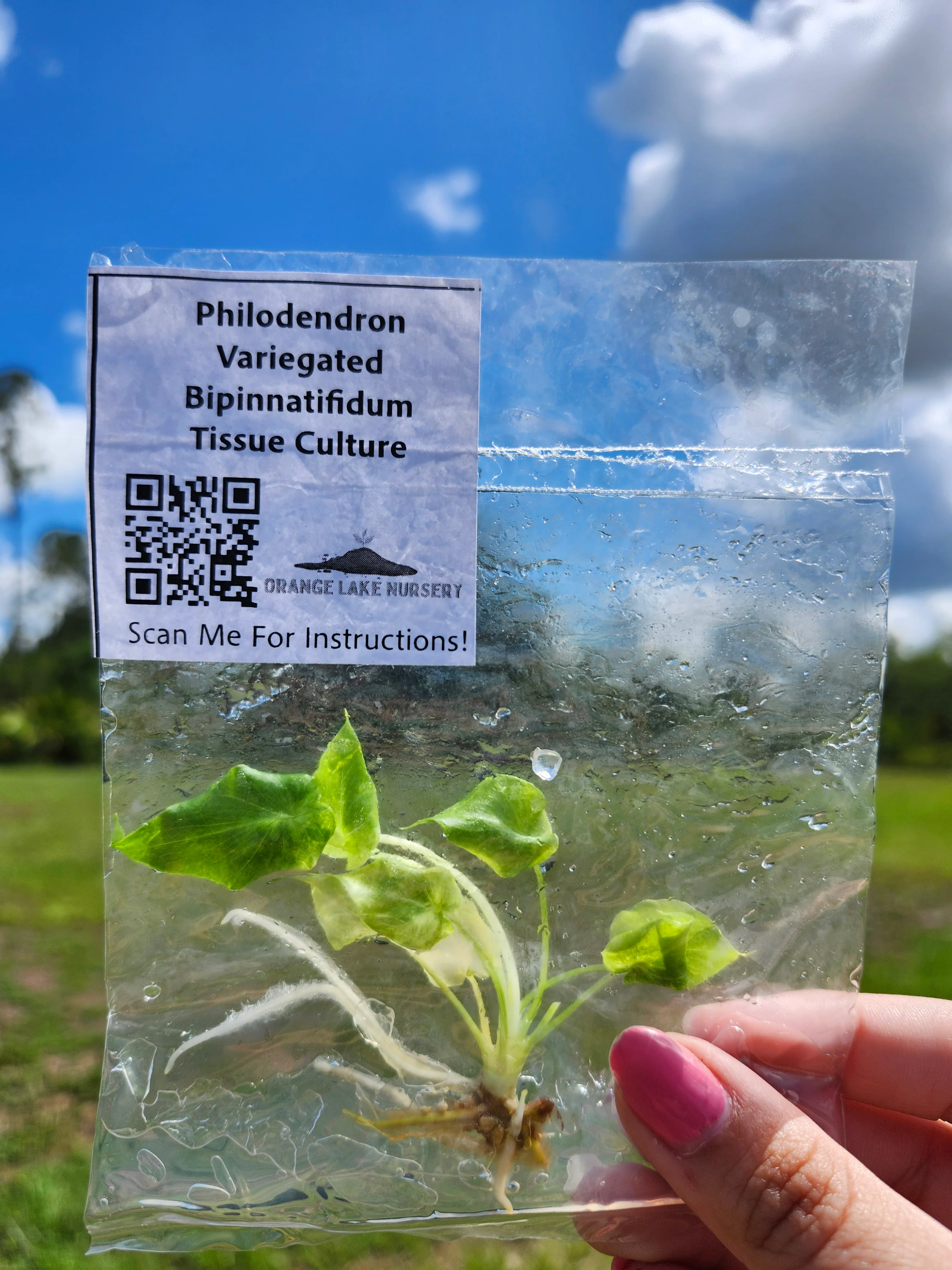 Philodendron Variegated Bipinnatifidum Tissue Culture - Image 4