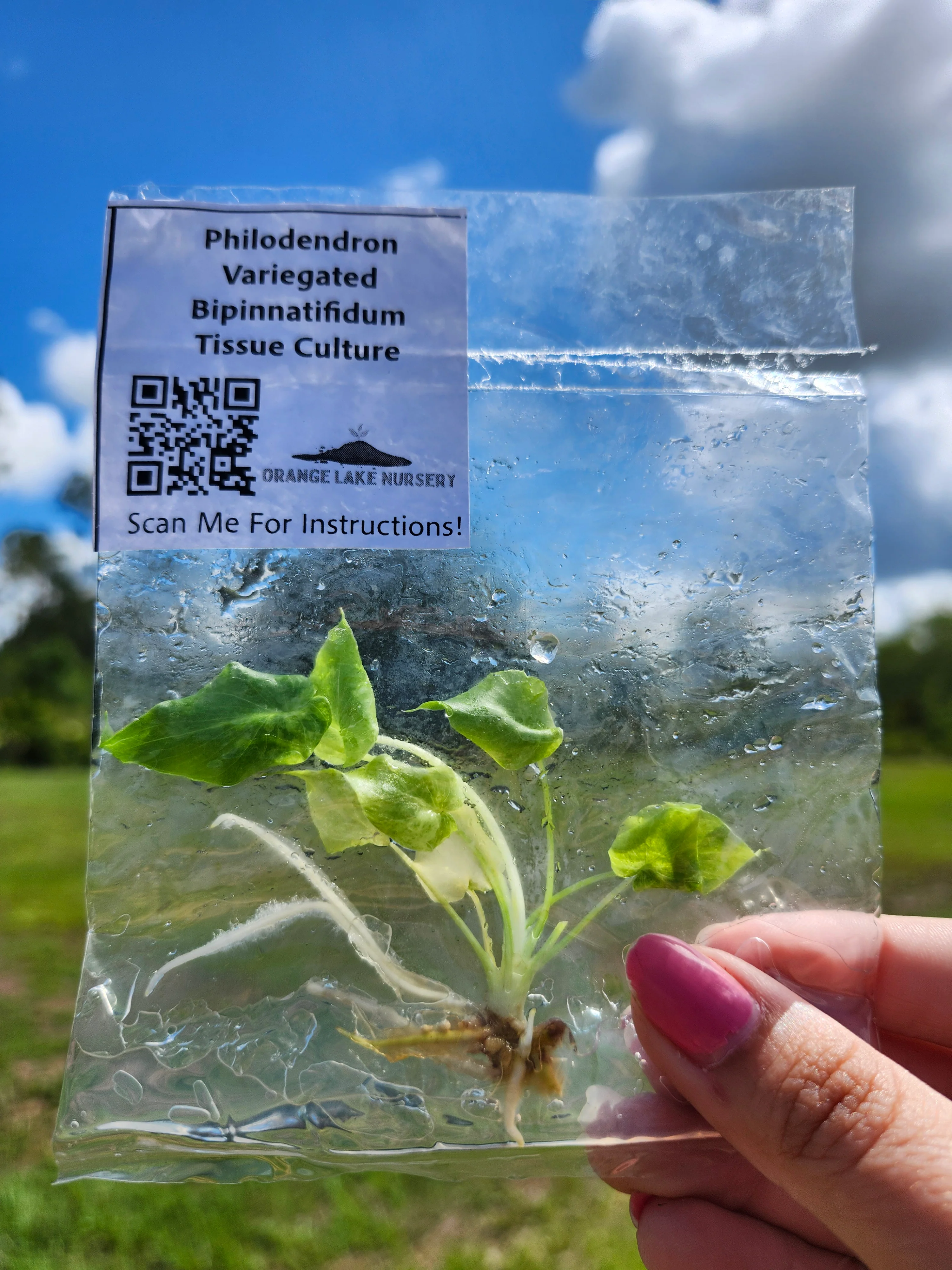 Philodendron Variegated Bipinnatifidum Tissue Culture - Image 5