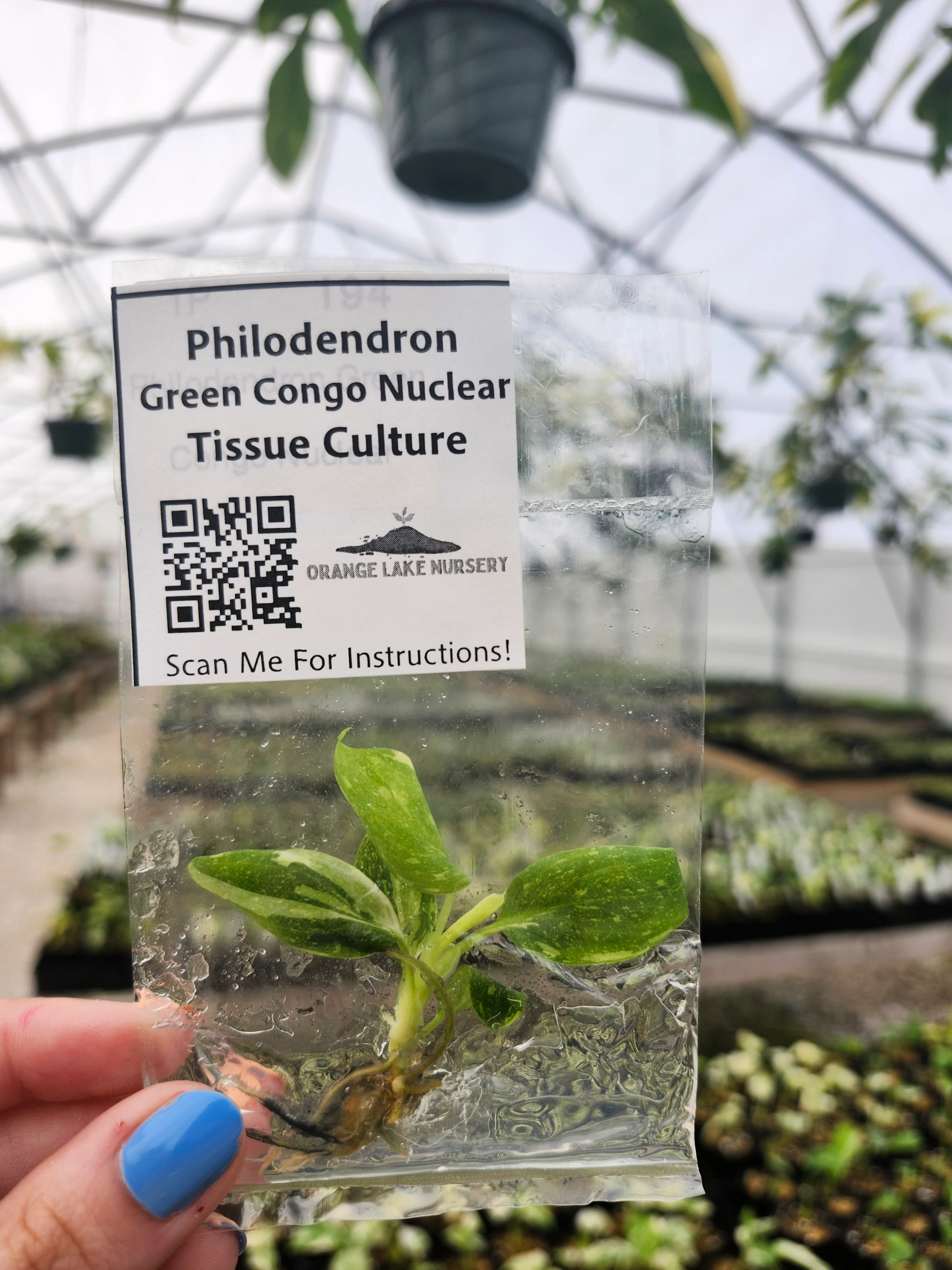 Philodendron Variegated Green Congo (Nuclear) Tissue Culture