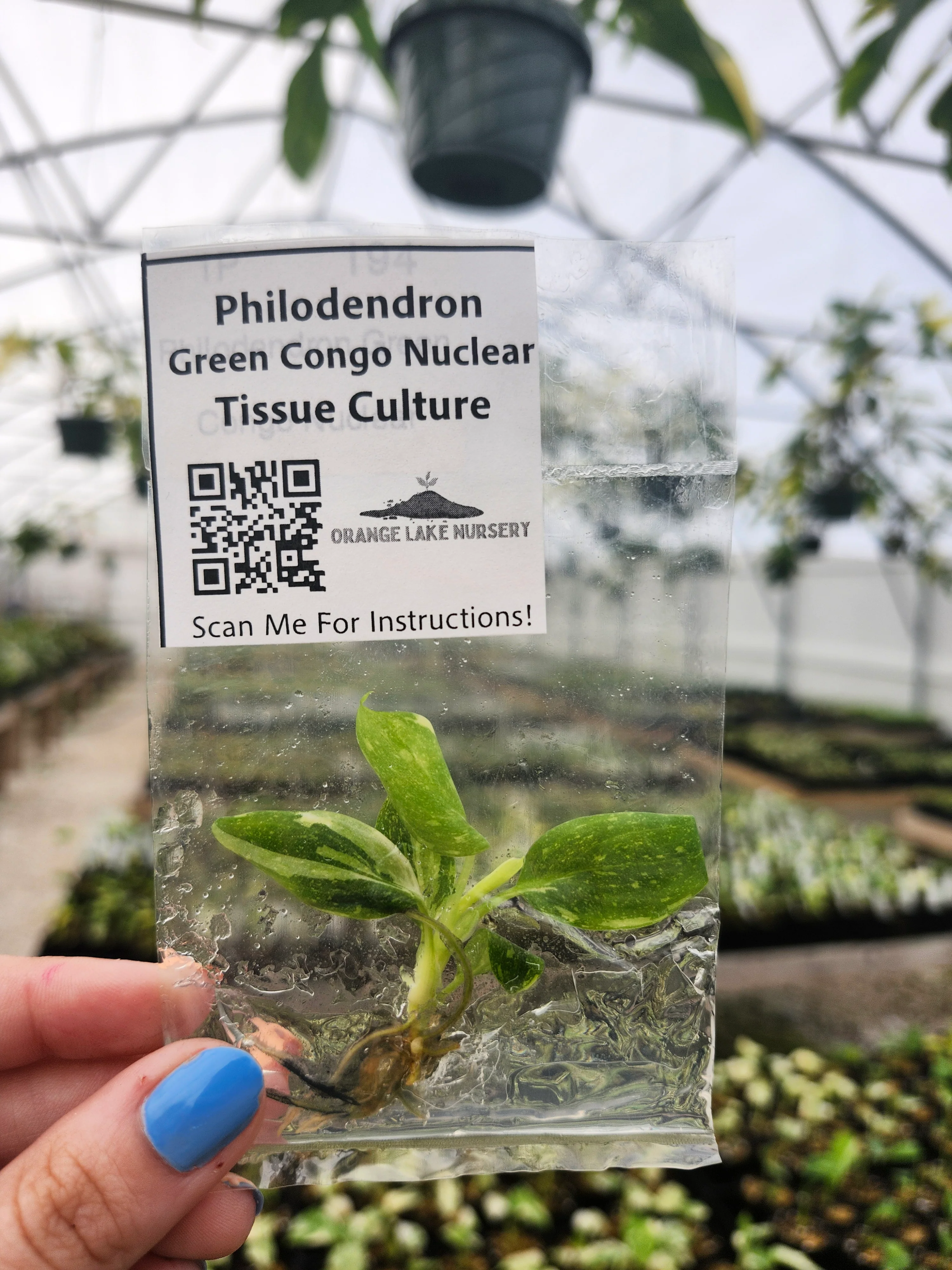 Philodendron Variegated Green Congo (Nuclear) Tissue Culture - Image 2