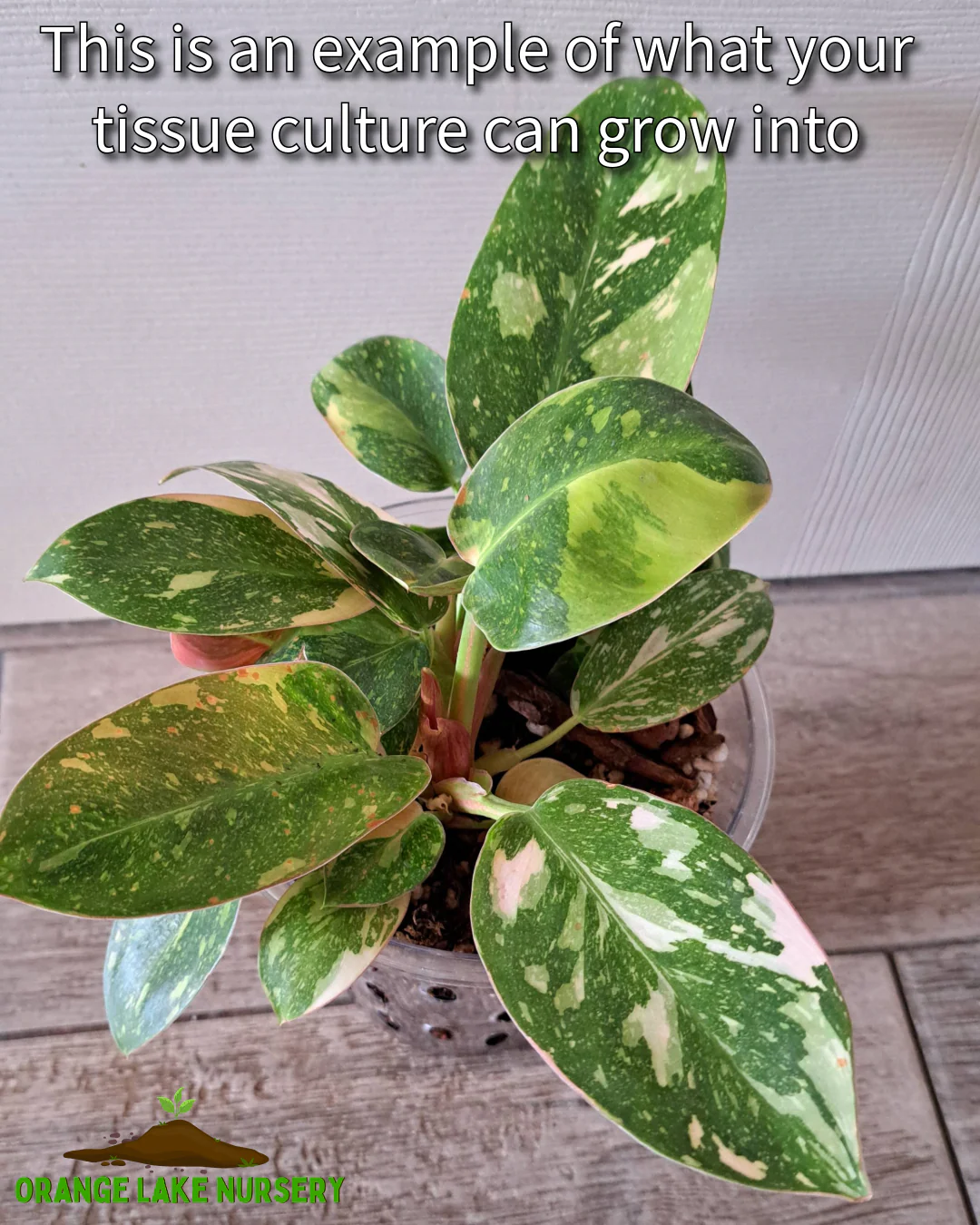 Philodendron Variegated Green Congo (Nuclear) Tissue Culture - Image 6