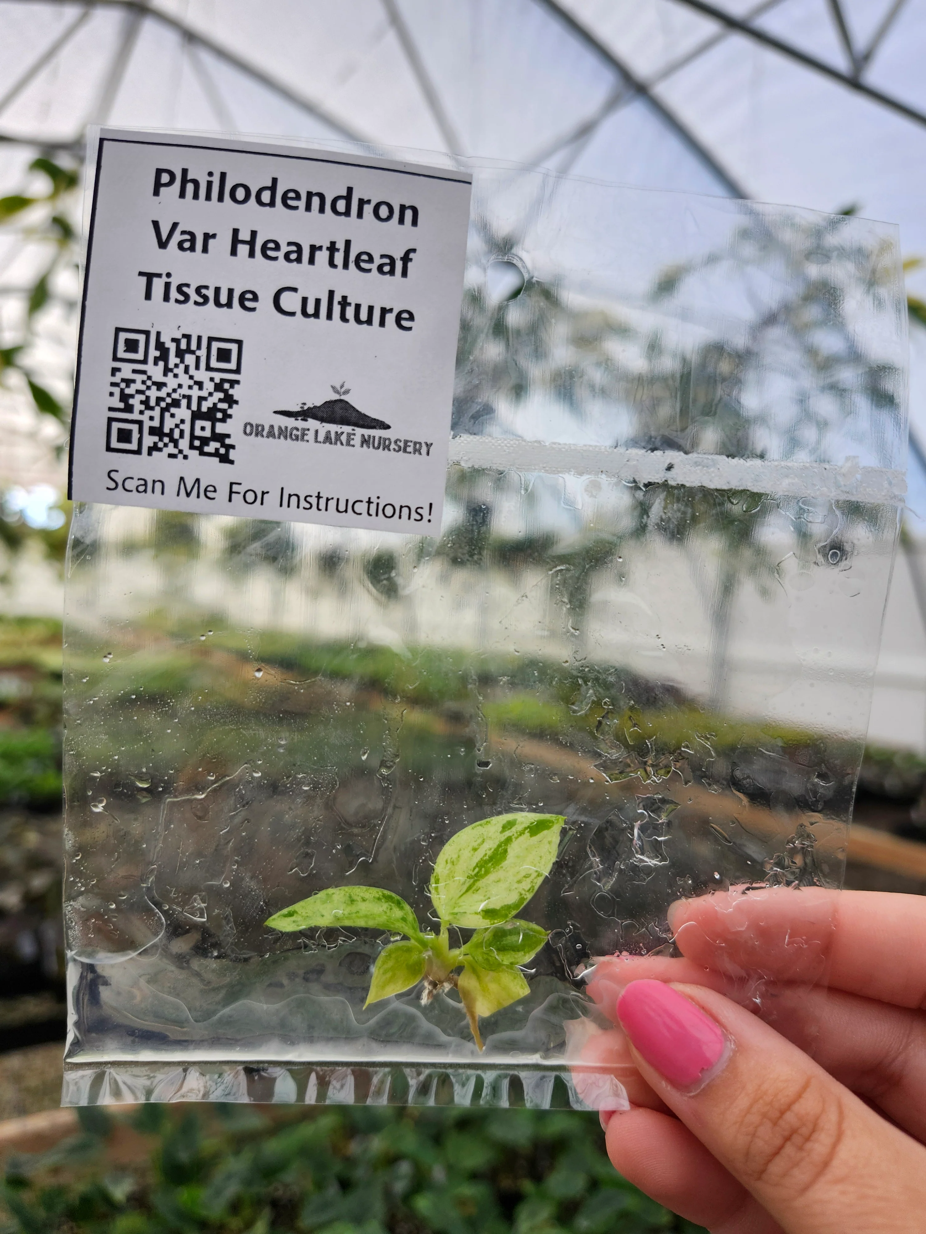 Philodendron Variegated Heartleaf Tissue Culture