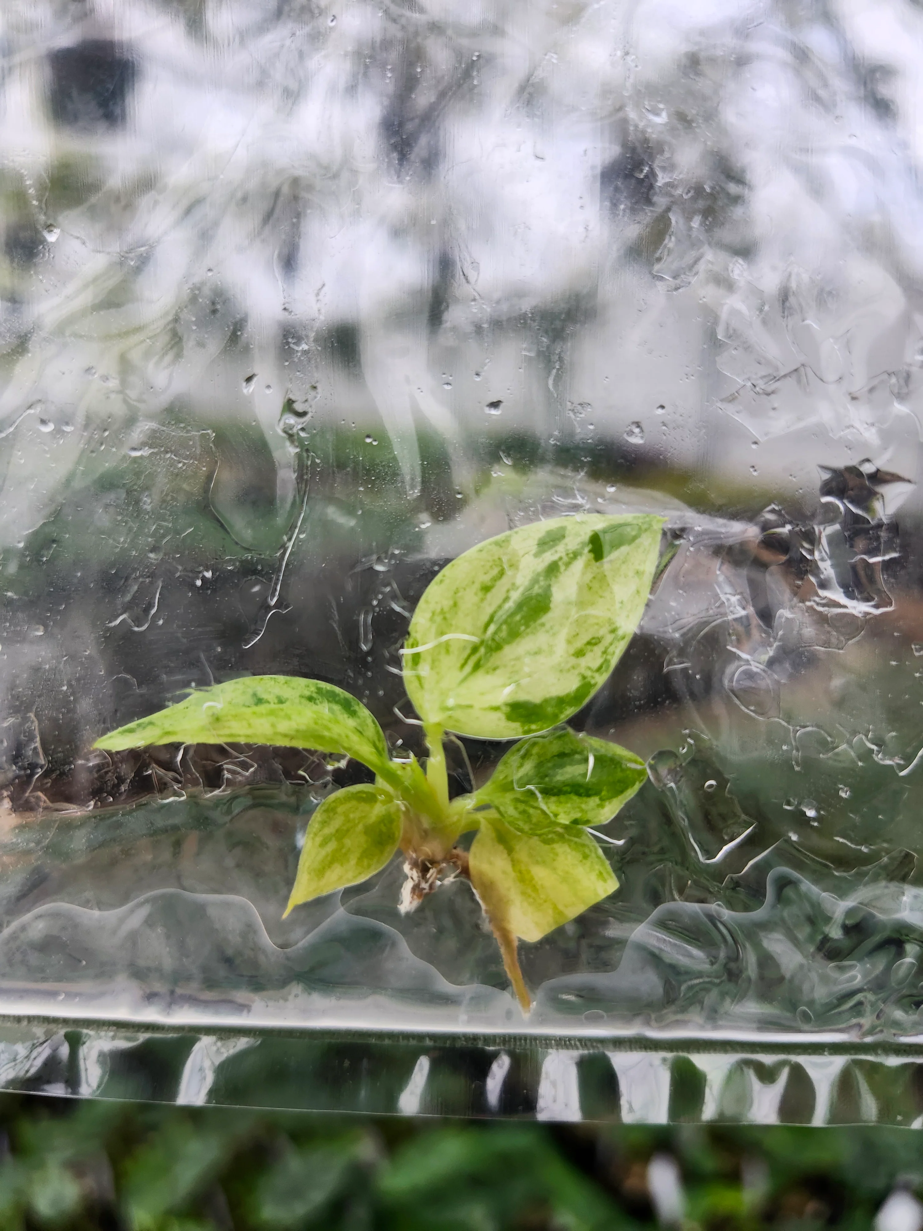 Philodendron Variegated Heartleaf Tissue Culture - Image 2