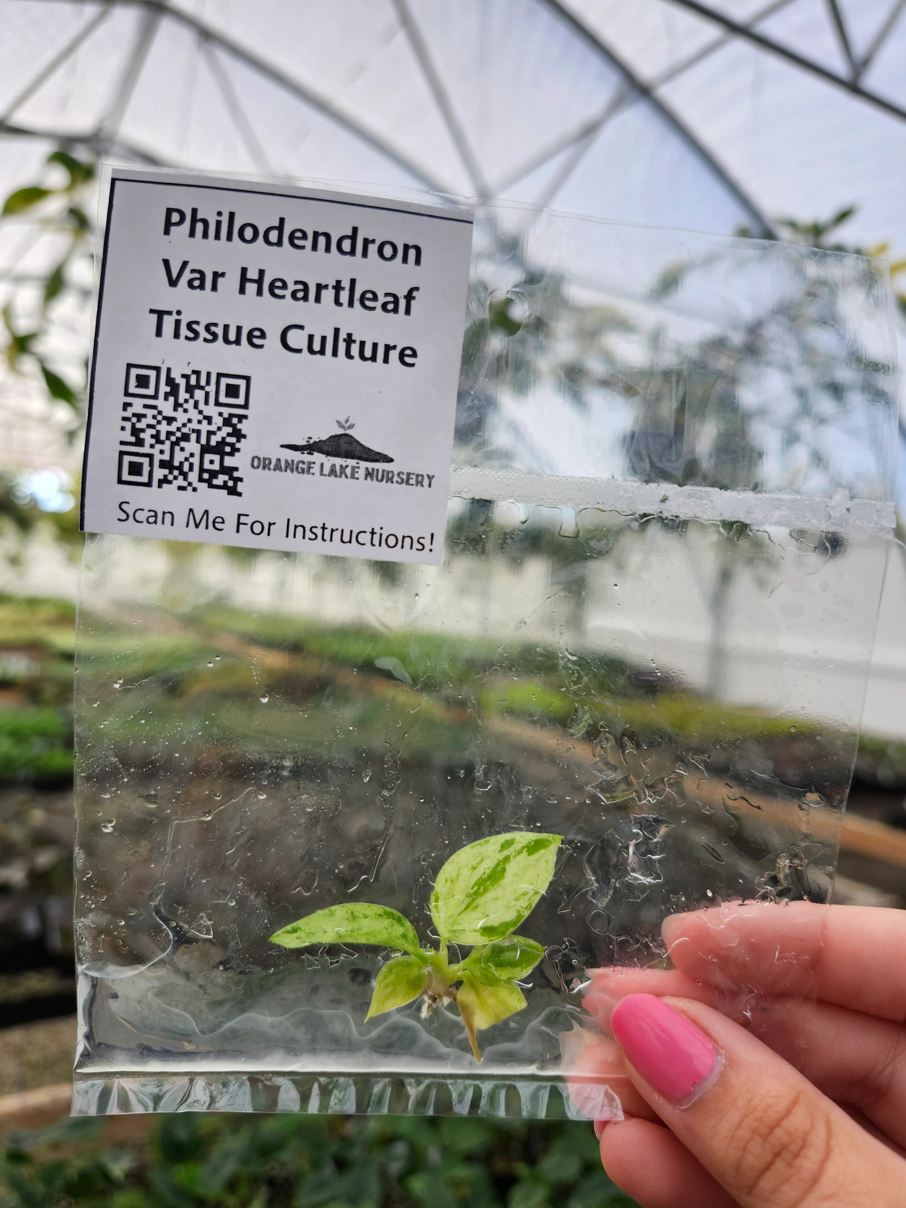 Philodendron Variegated Heartleaf Tissue Culture - Image 3