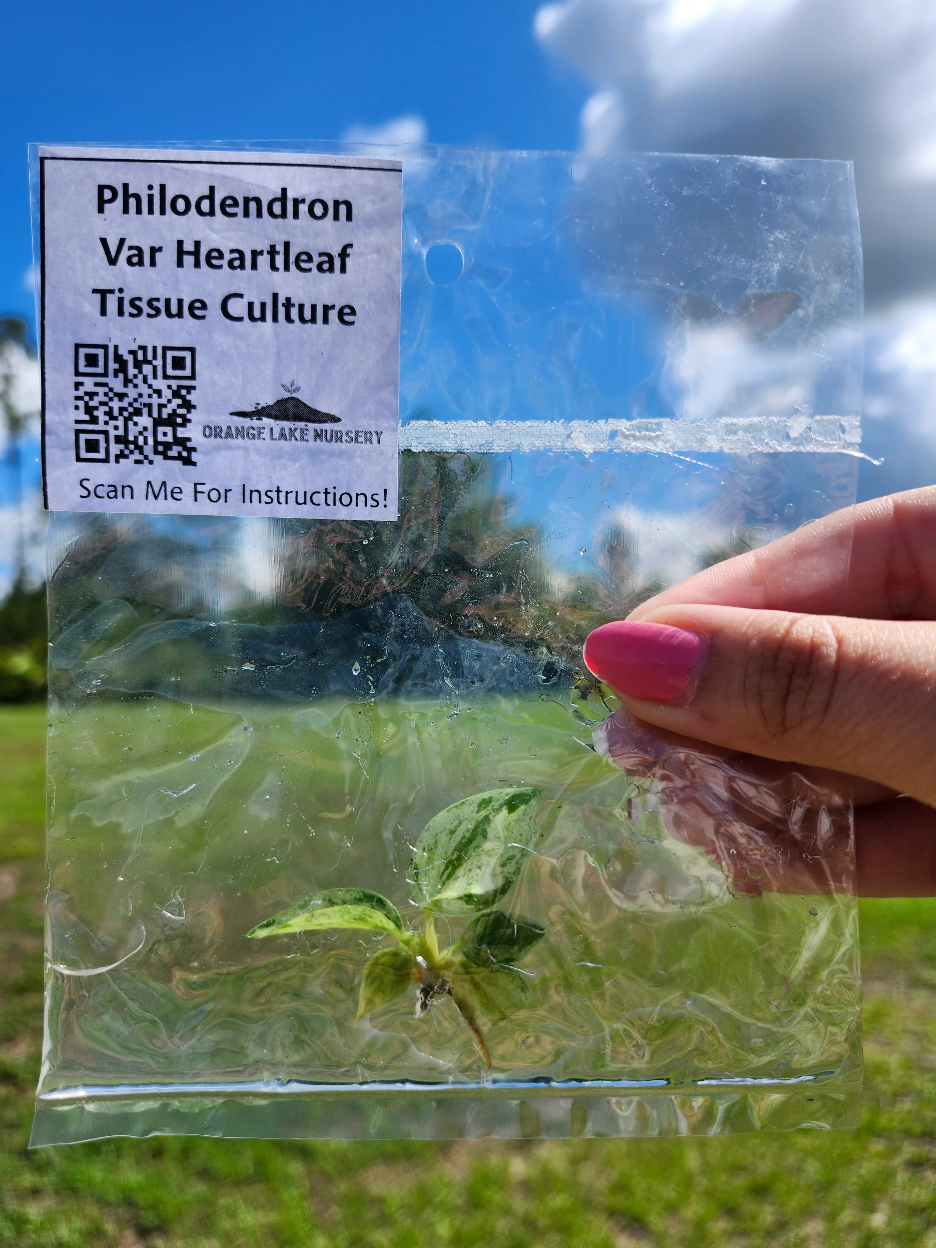 Philodendron Variegated Heartleaf Tissue Culture - Image 4