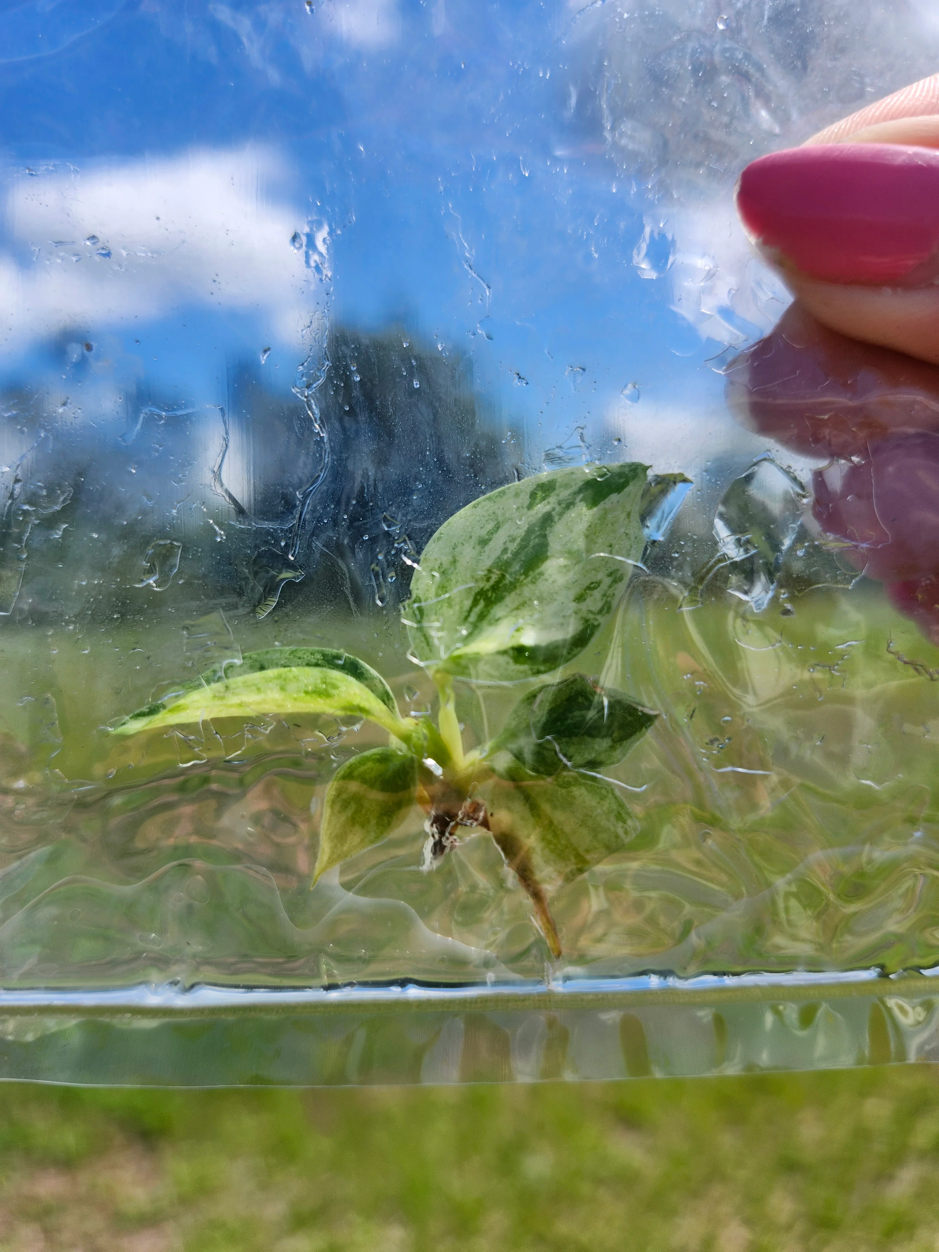 Philodendron Variegated Heartleaf Tissue Culture - Image 5