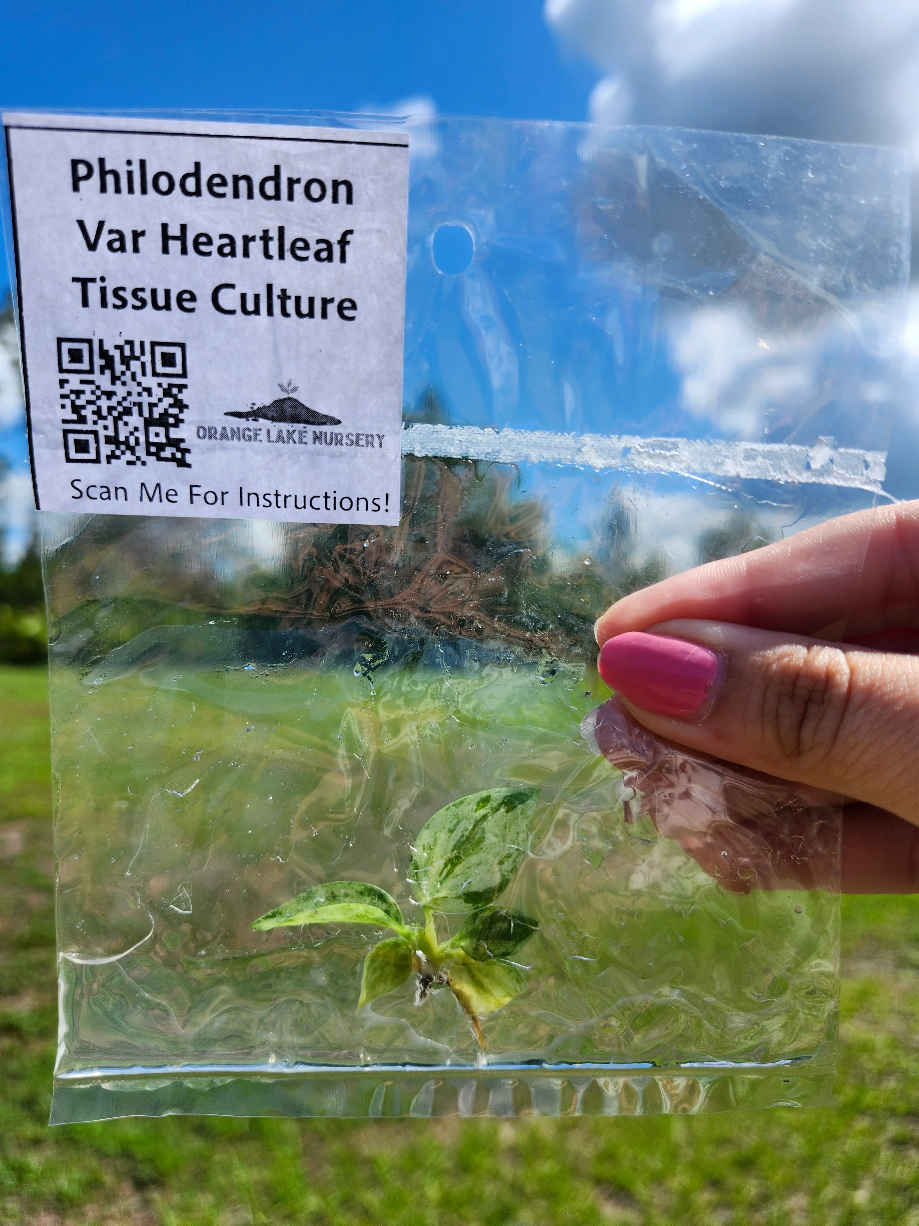 Philodendron Variegated Heartleaf Tissue Culture - Image 6