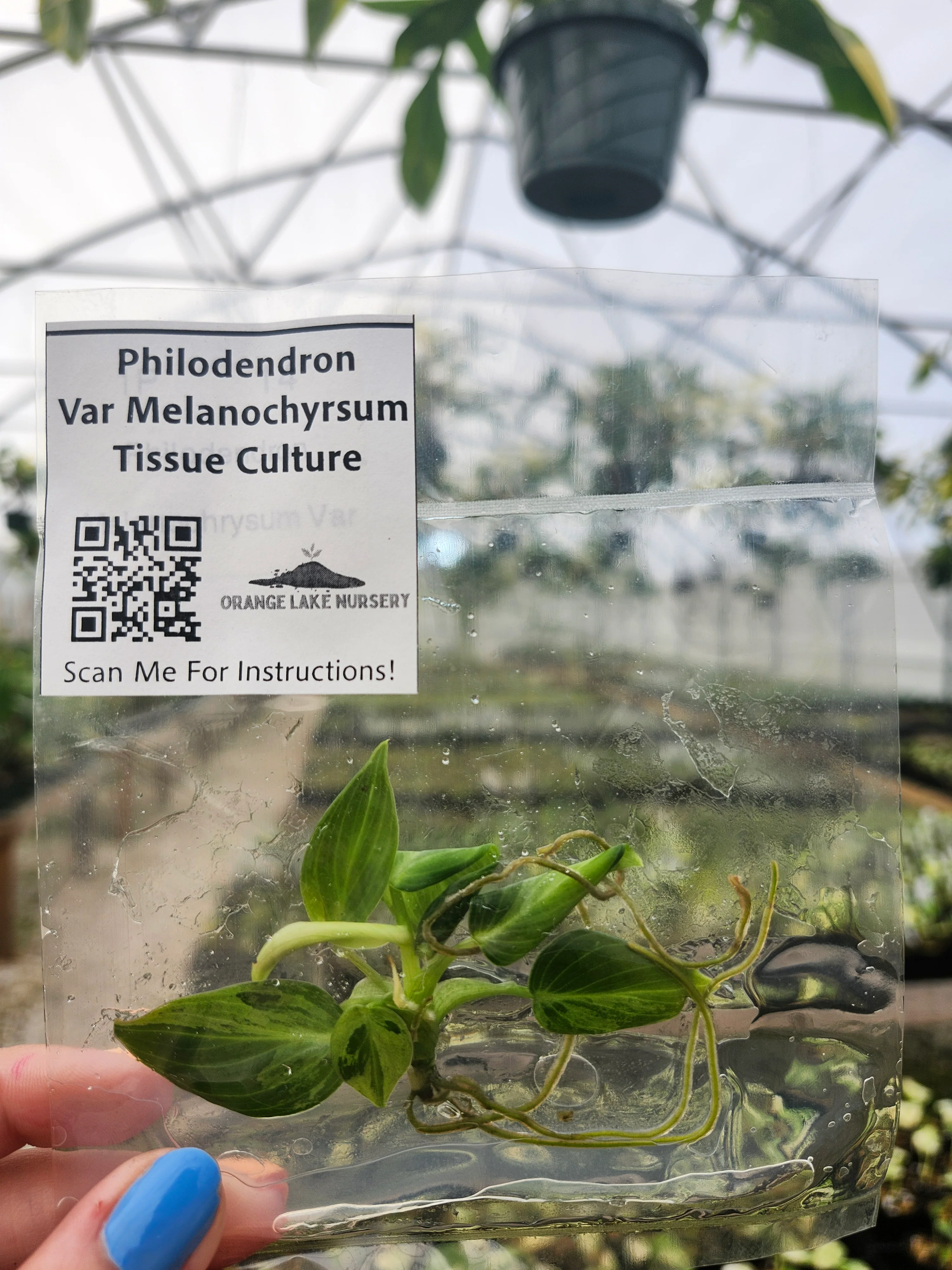 Philodendron Variegated Melanochrysum Tissue Culture