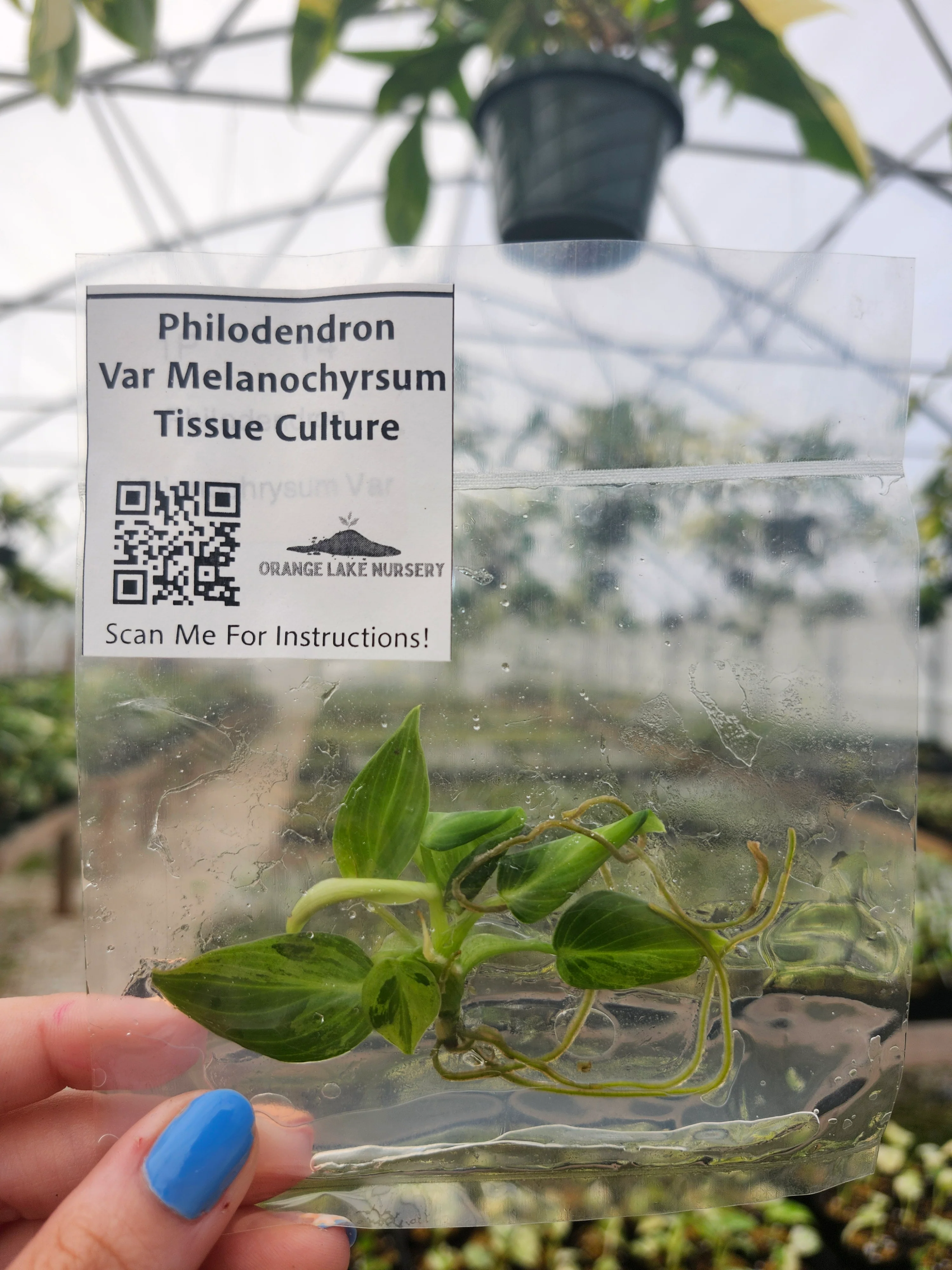 Philodendron Variegated Melanochrysum Tissue Culture - Image 2