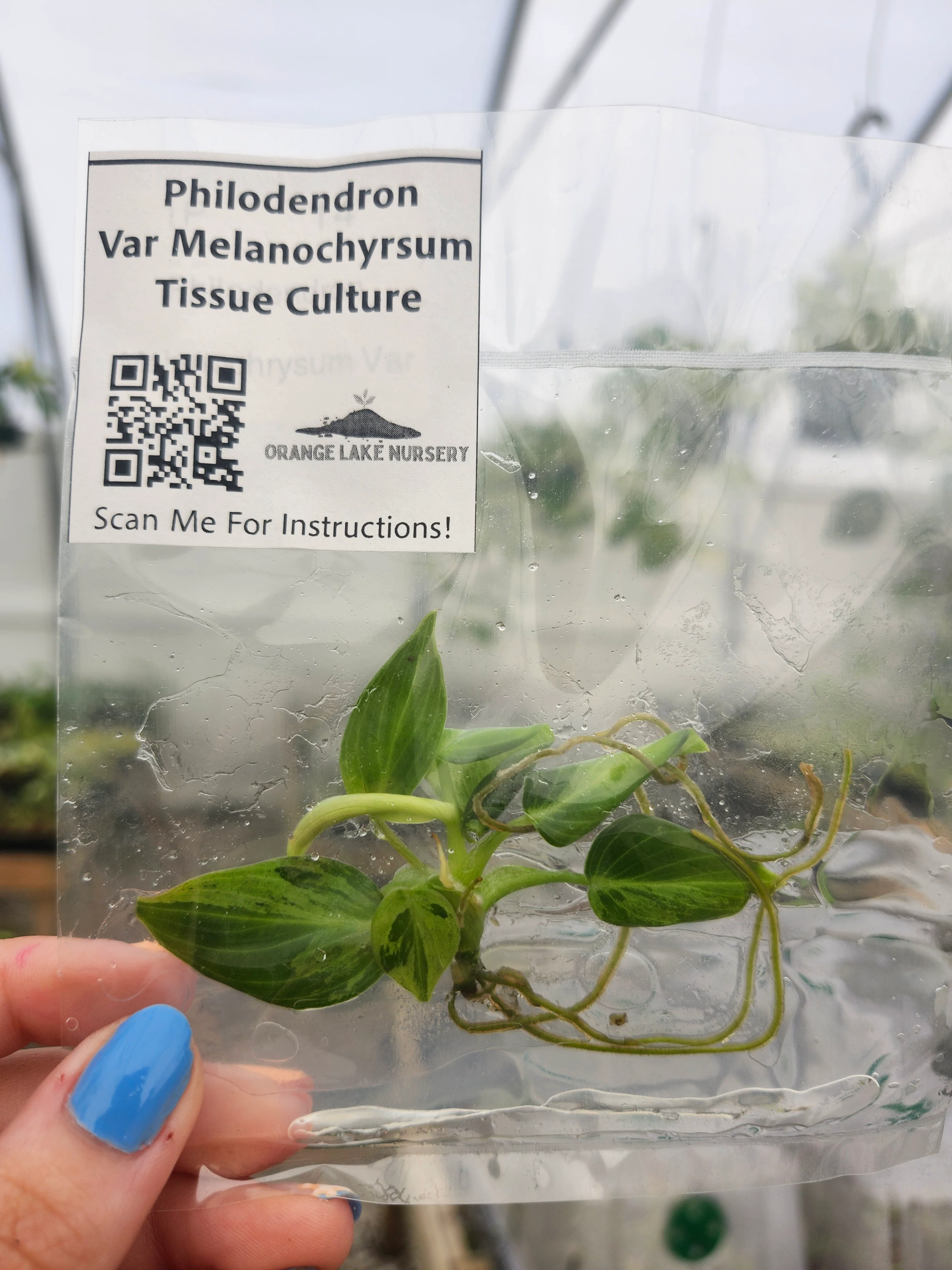 Philodendron Variegated Melanochrysum Tissue Culture - Image 4