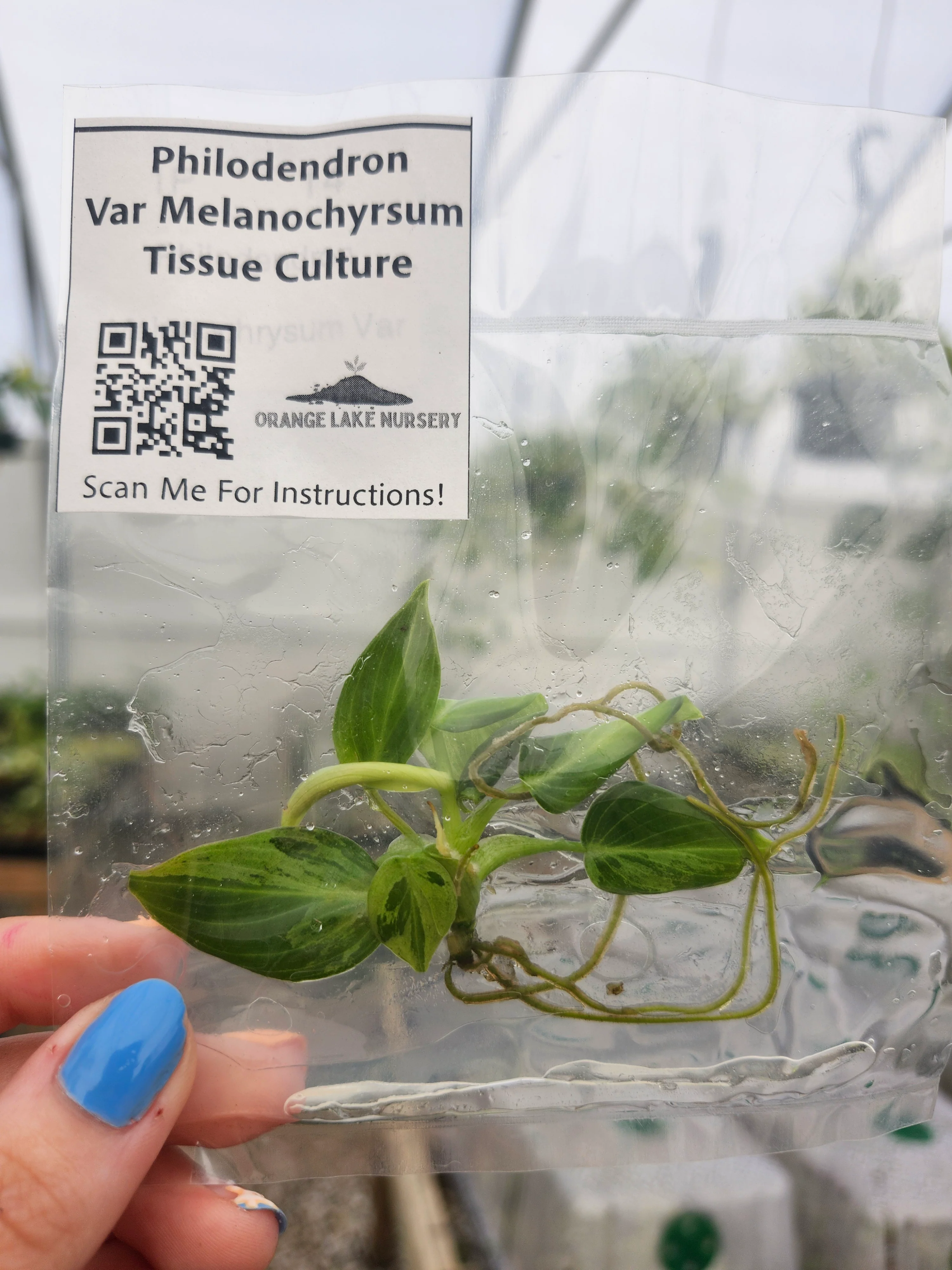 Philodendron Variegated Melanochrysum Tissue Culture - Image 5
