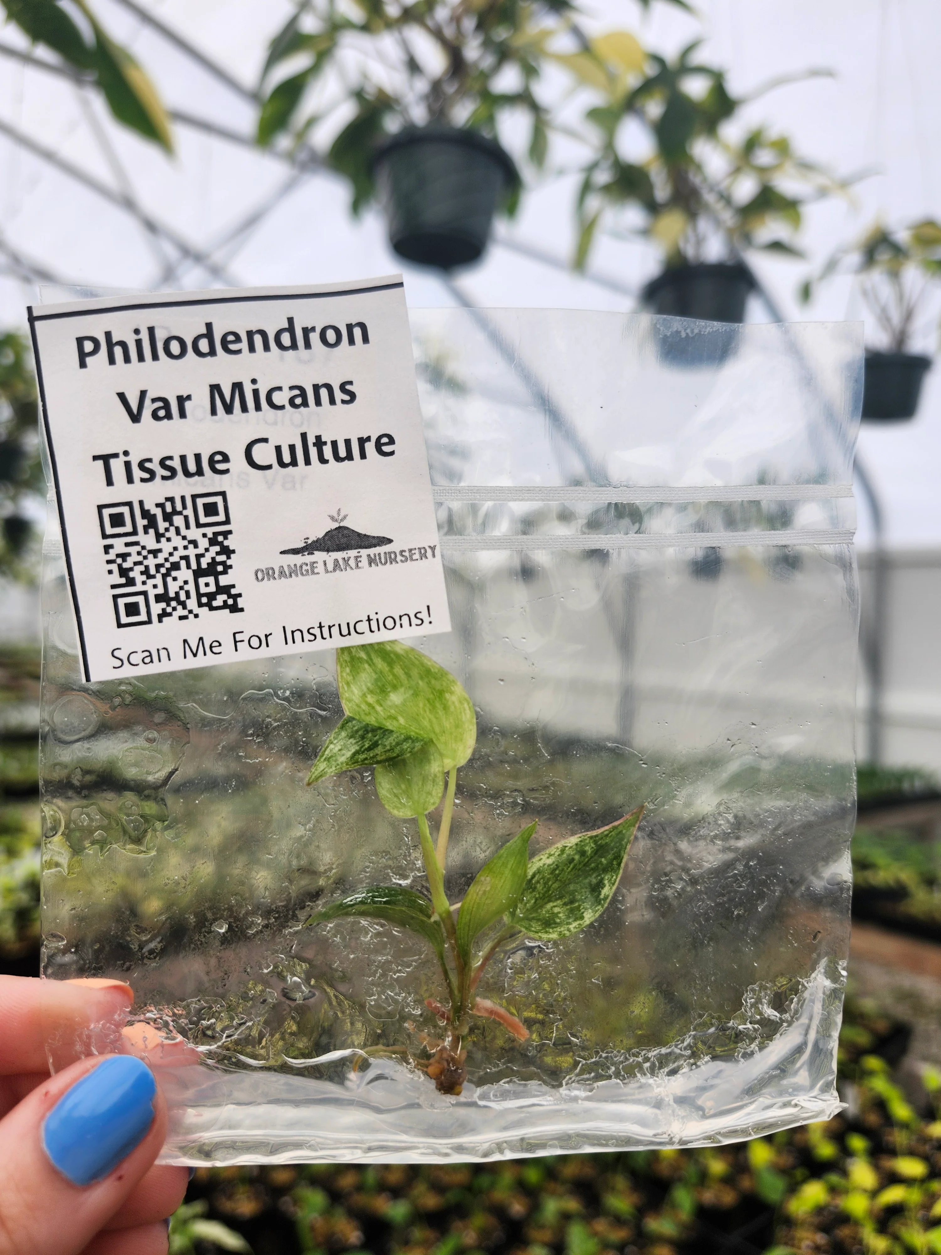 Philodendron Variegated Micans Tissue Culture - Image 2