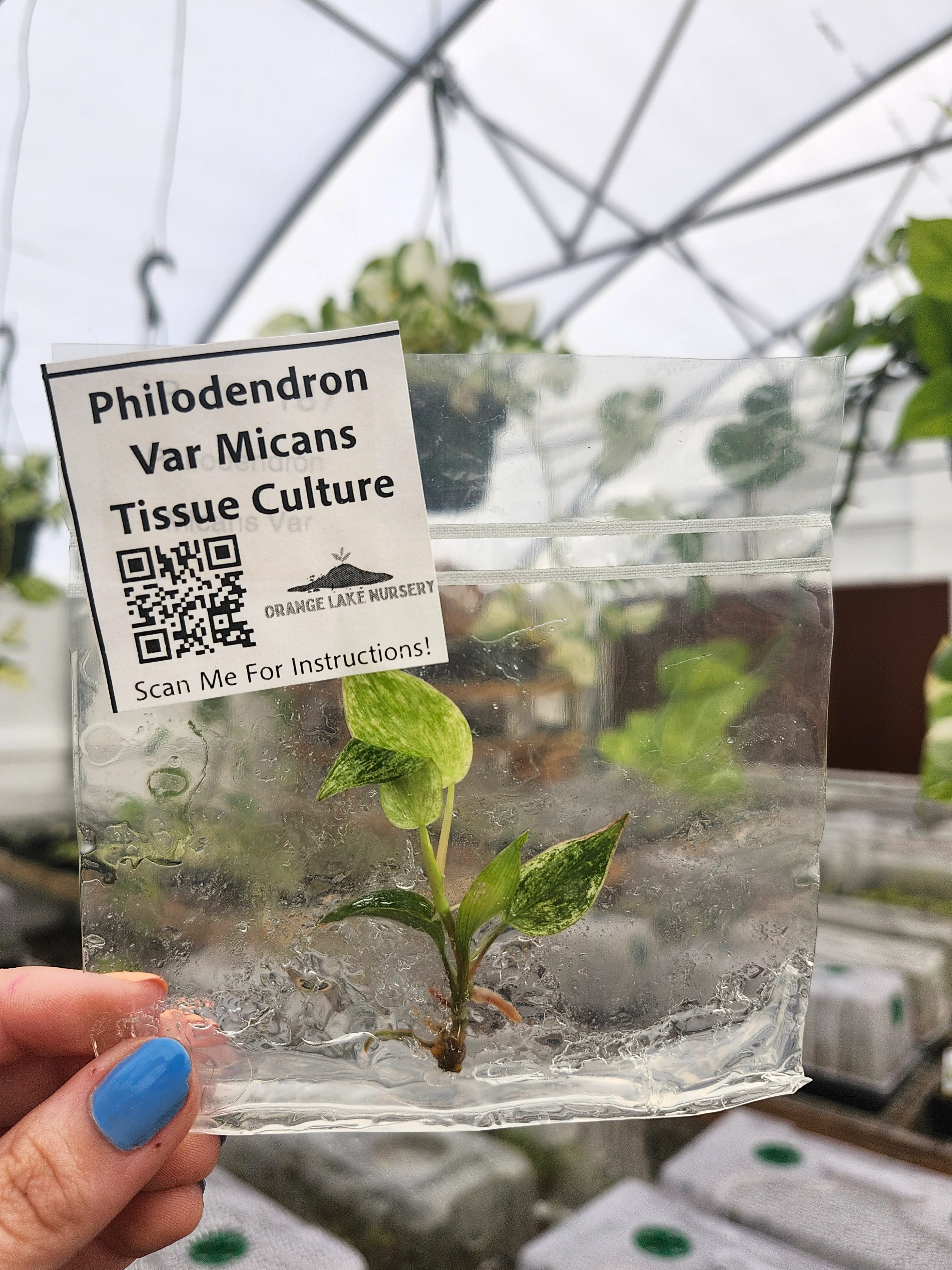 Philodendron Variegated Micans Tissue Culture - Image 4