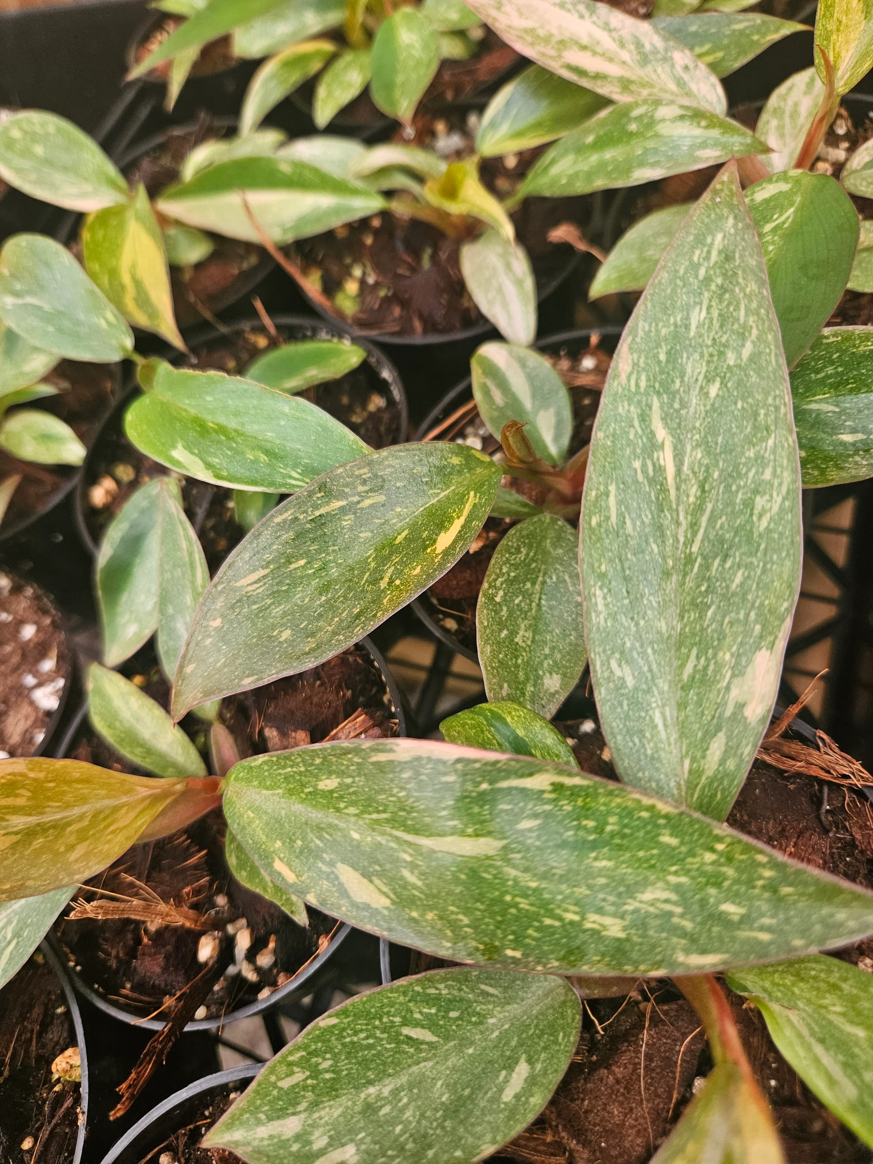 Philodendron Variegated Orange Princess (3in)-Grower's Choice - Image 3