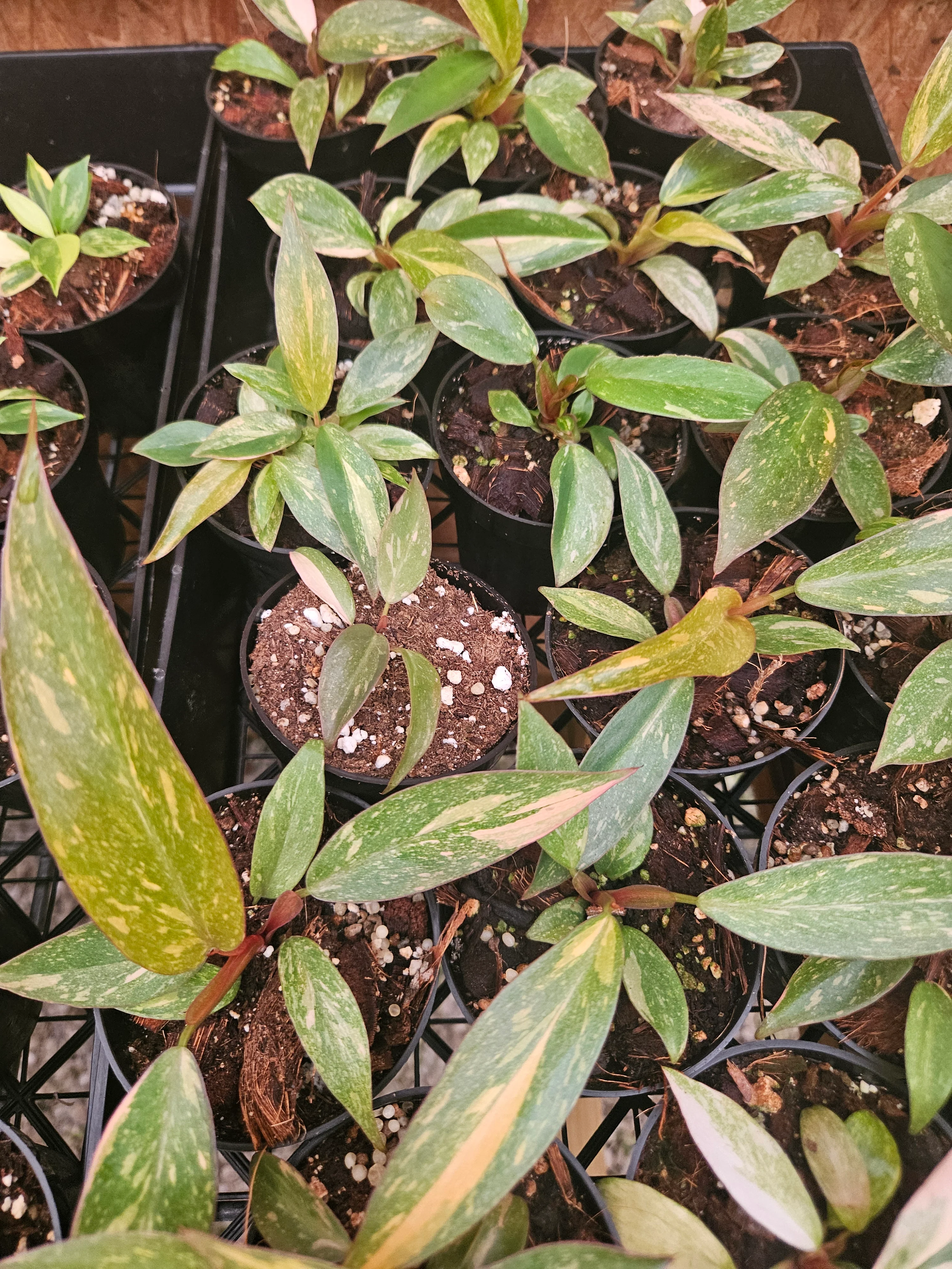 Philodendron Variegated Orange Princess (3in)-Grower's Choice - Image 8