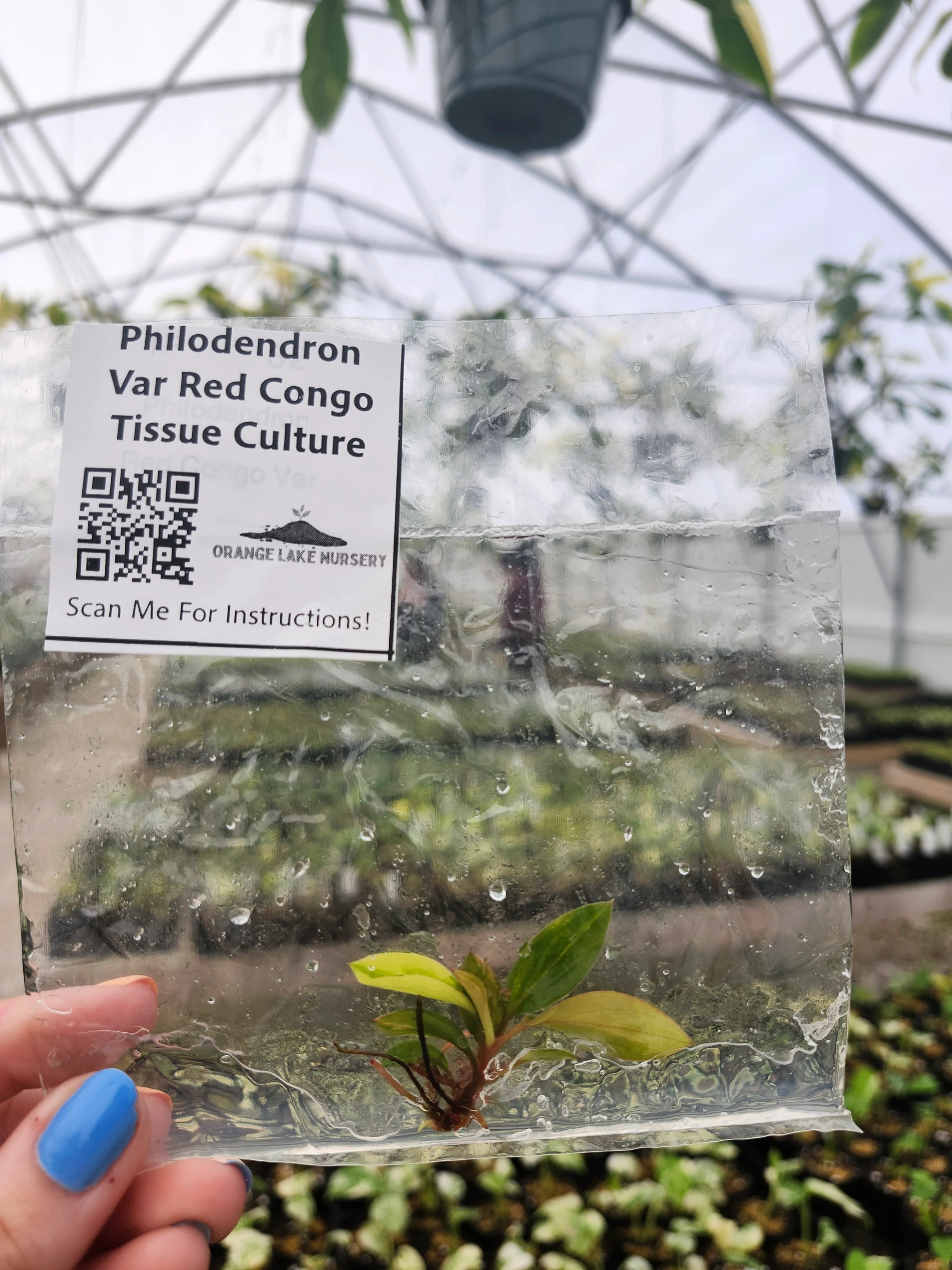Philodendron Variegated Red Congo Tissue Culture