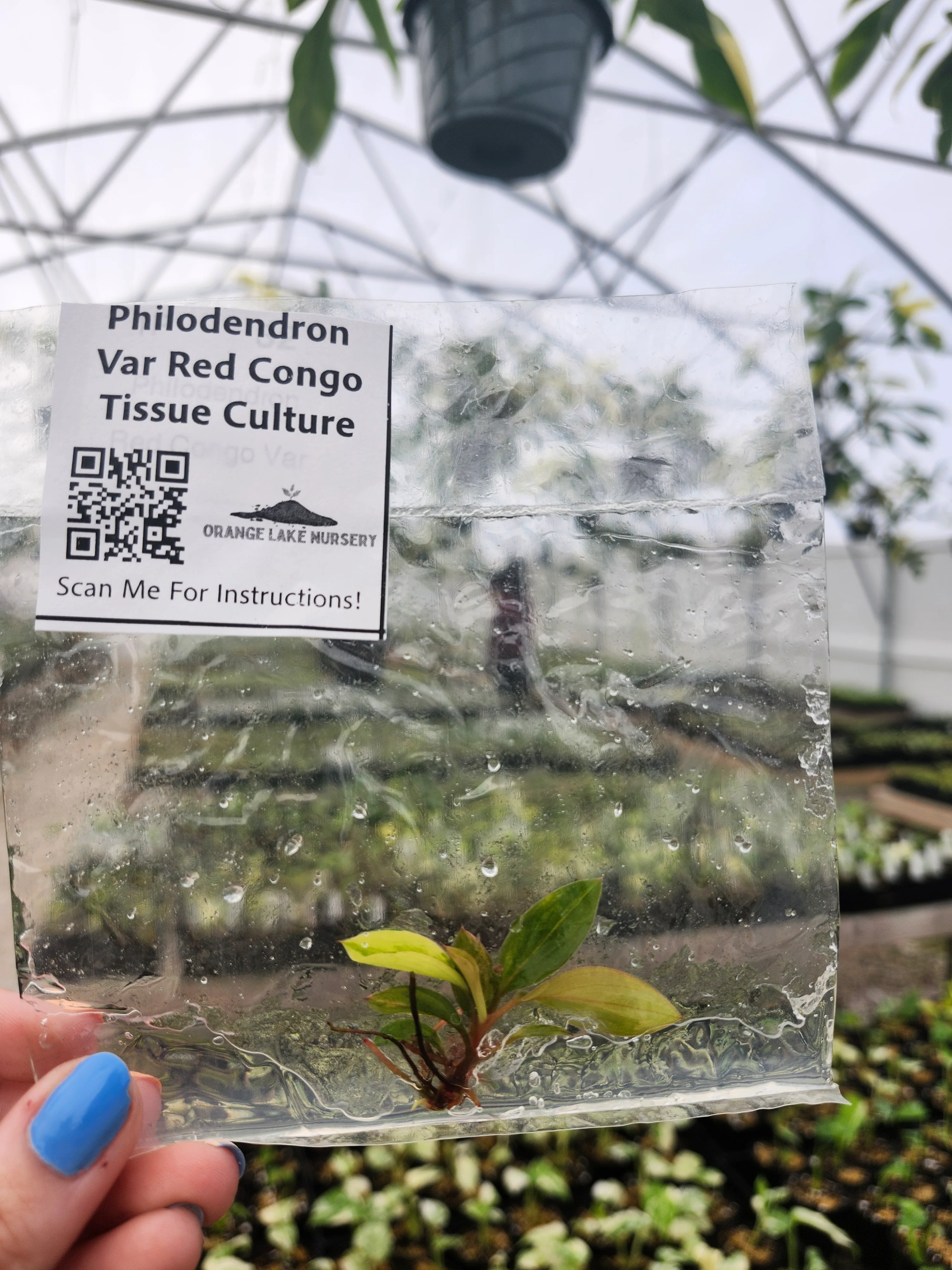 Philodendron Variegated Red Congo Tissue Culture - Image 2
