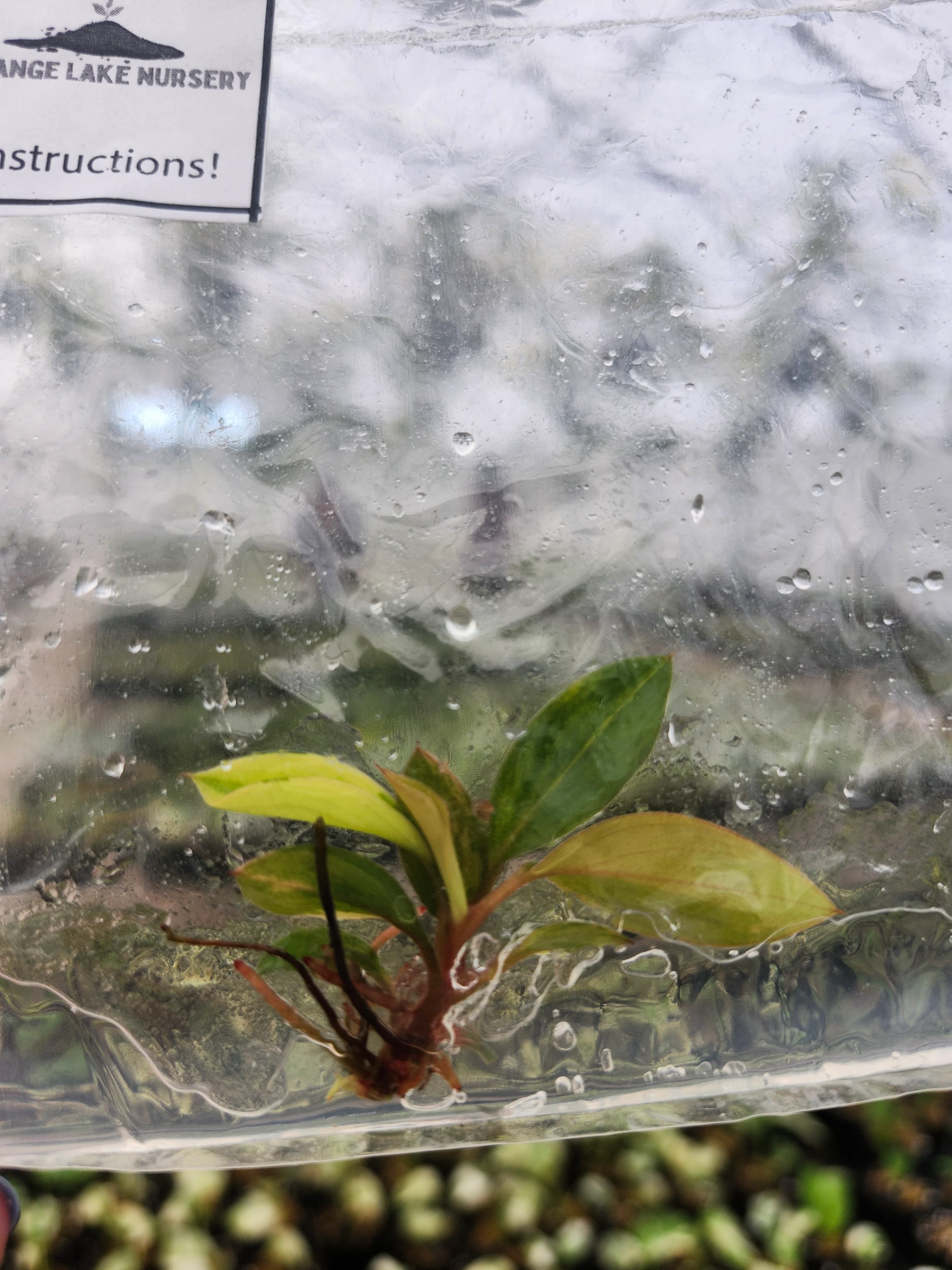 Philodendron Variegated Red Congo Tissue Culture - Image 3