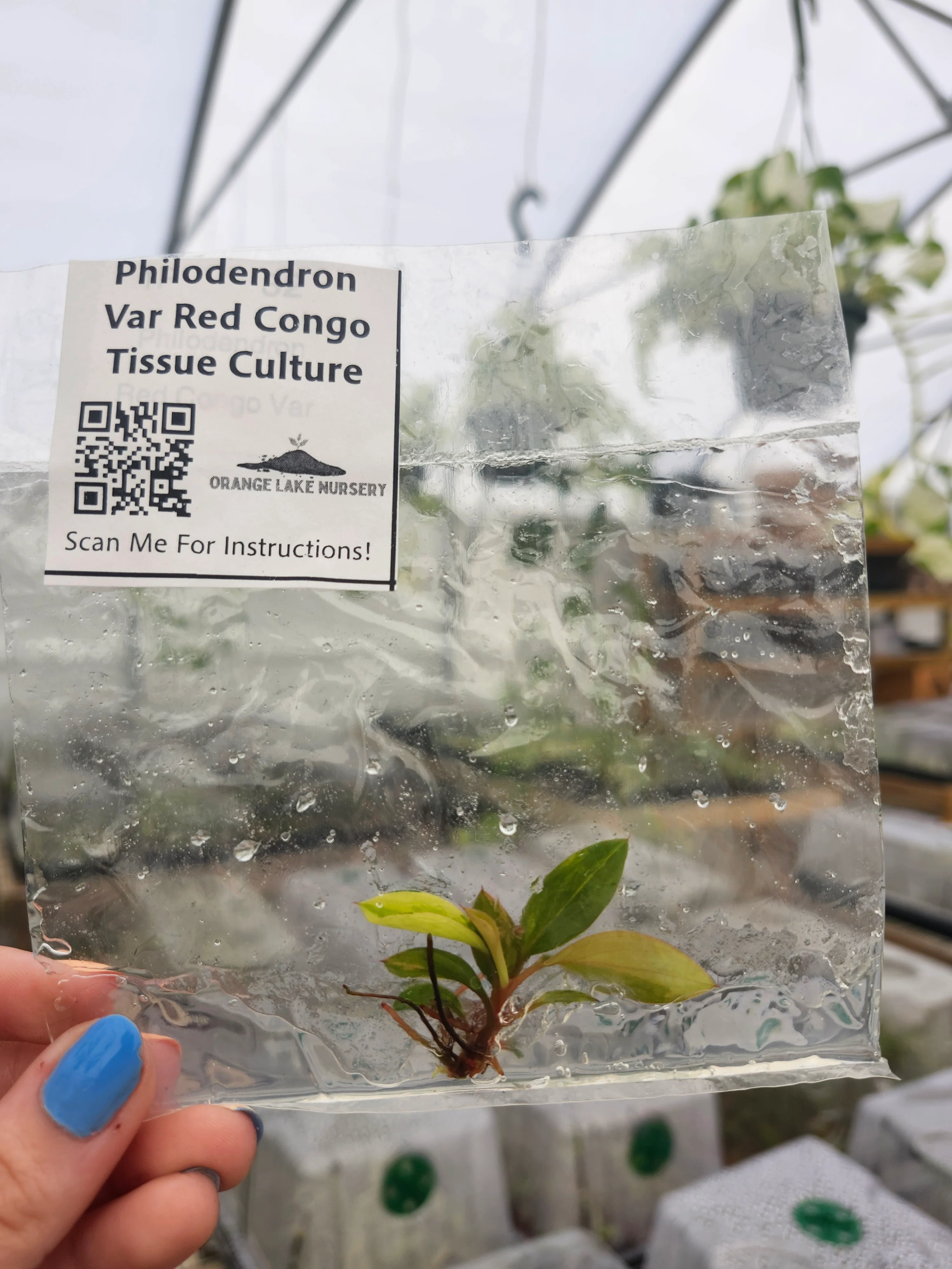 Philodendron Variegated Red Congo Tissue Culture - Image 4