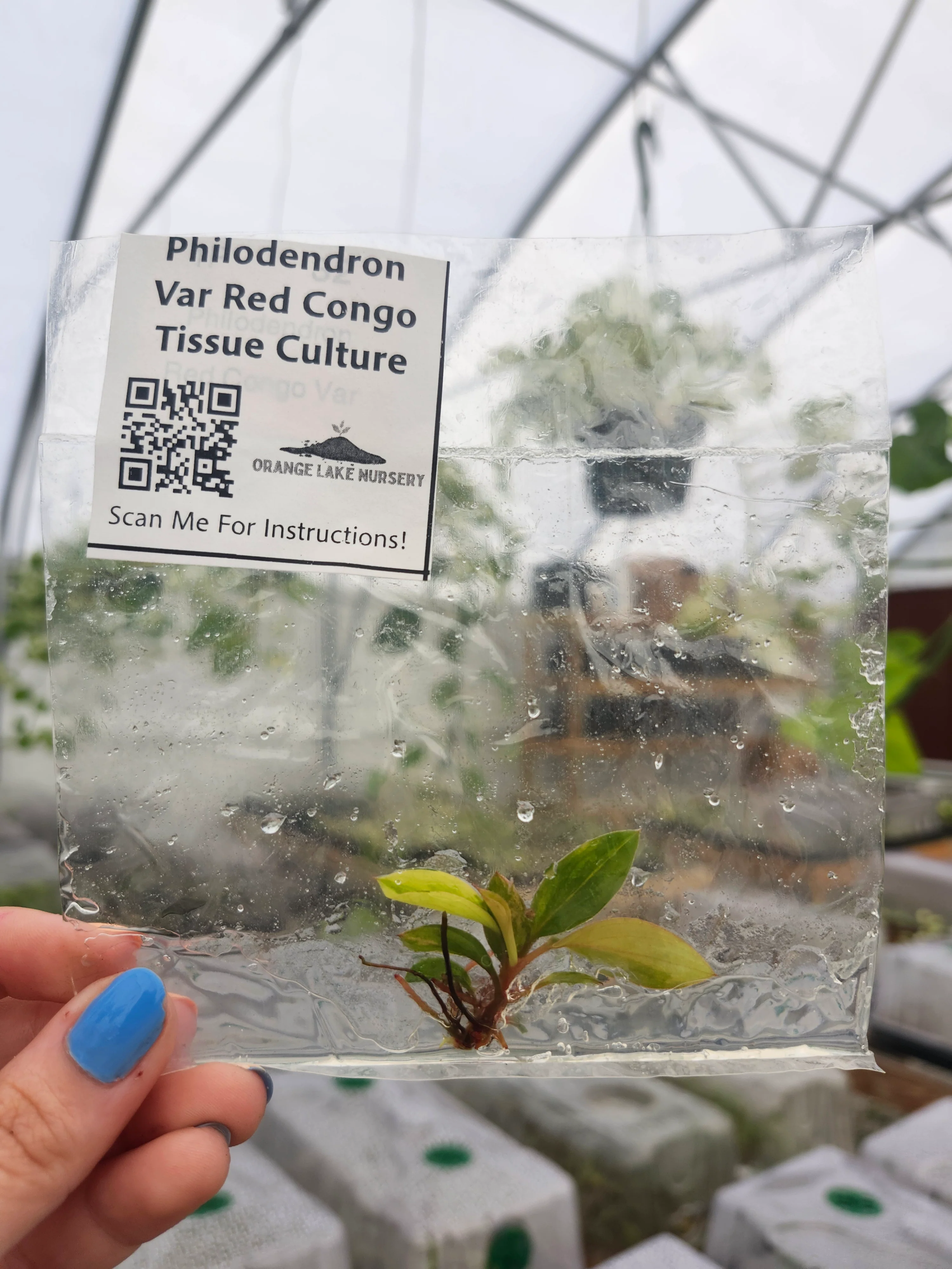 Philodendron Variegated Red Congo Tissue Culture - Image 5