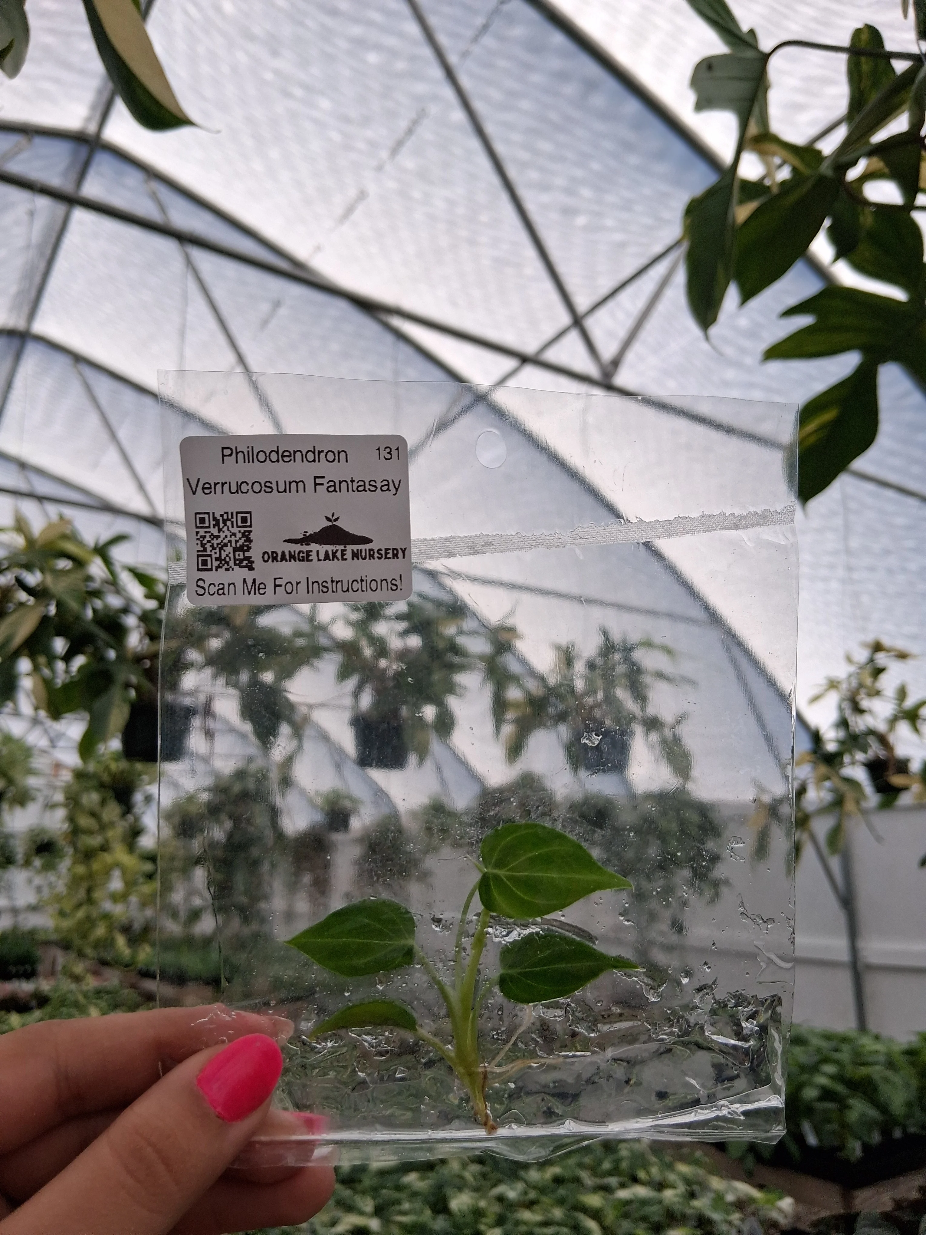 Philodendron Verrucosum Fantasy Tissue Culture