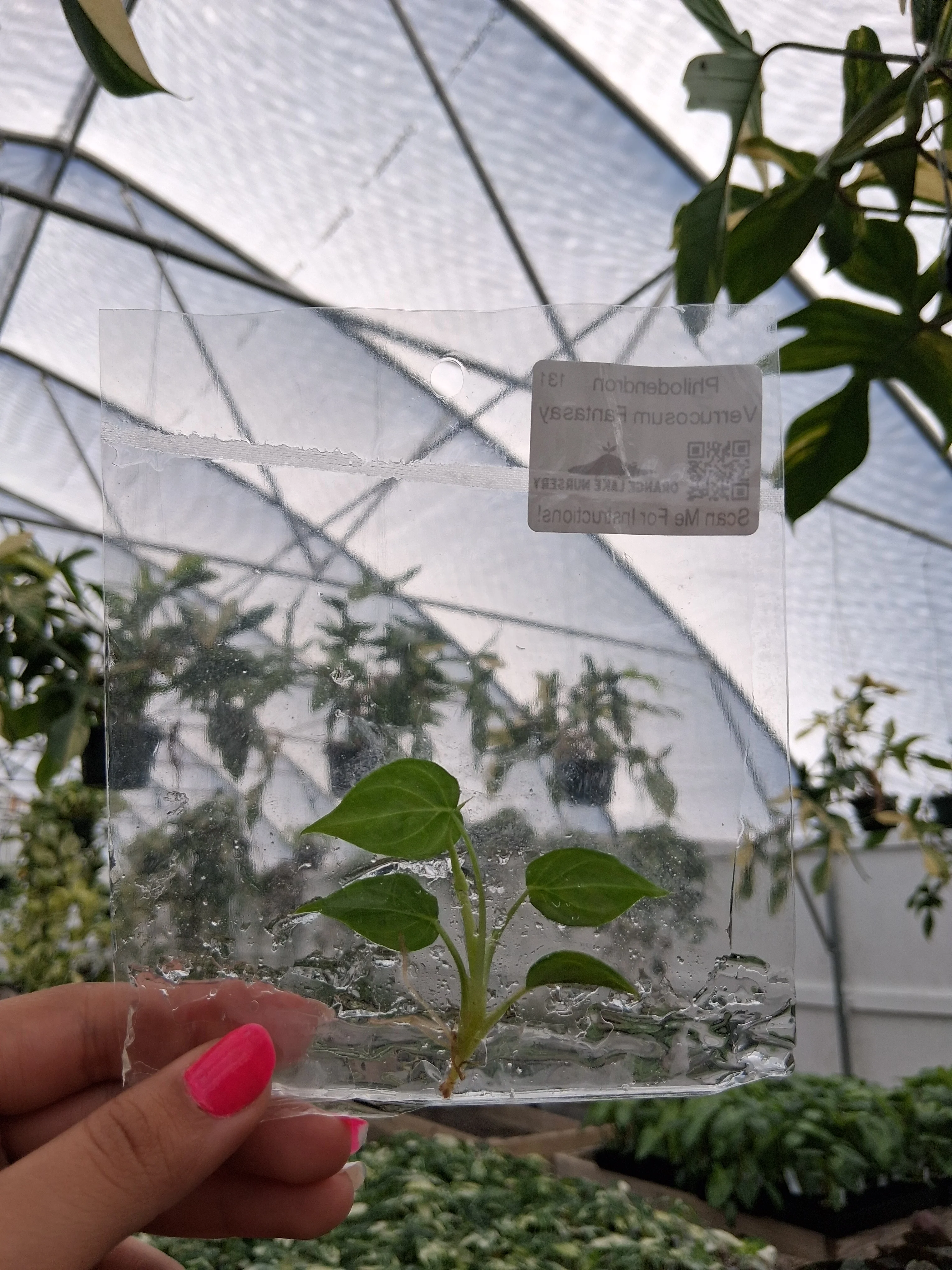 Philodendron Verrucosum Fantasy Tissue Culture - Image 3