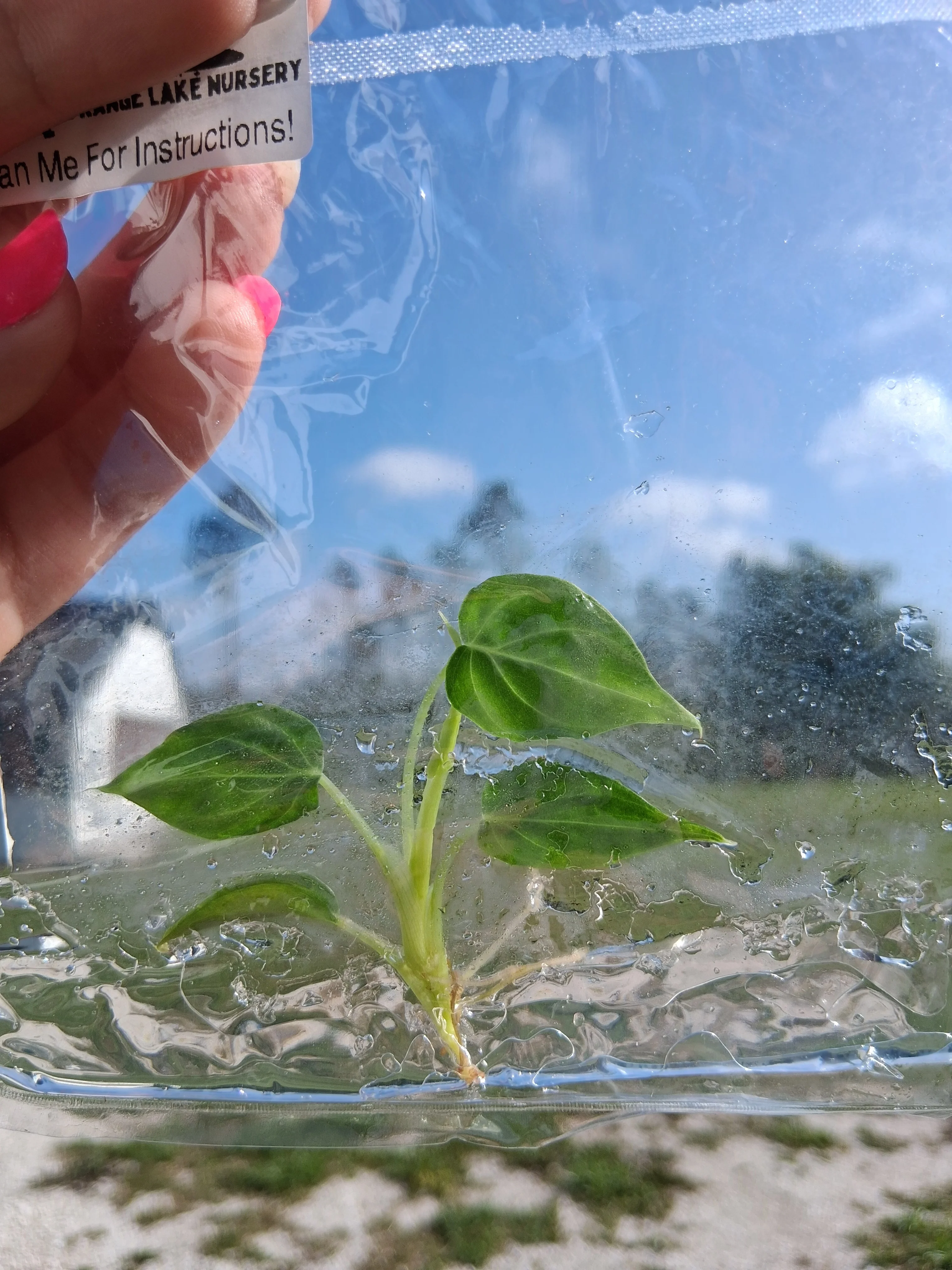 Philodendron Verrucosum Fantasy Tissue Culture - Image 4