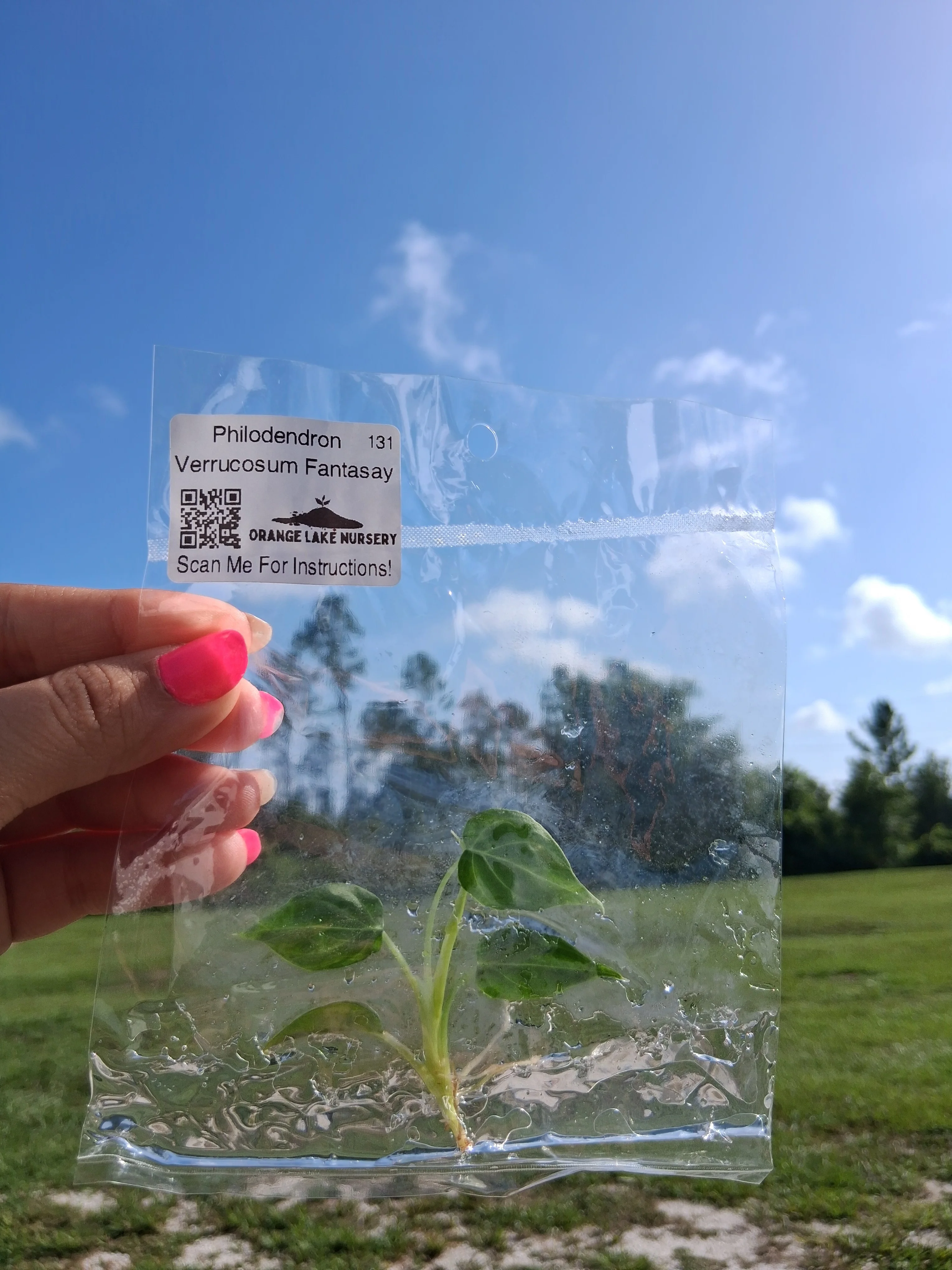 Philodendron Verrucosum Fantasy Tissue Culture - Image 6