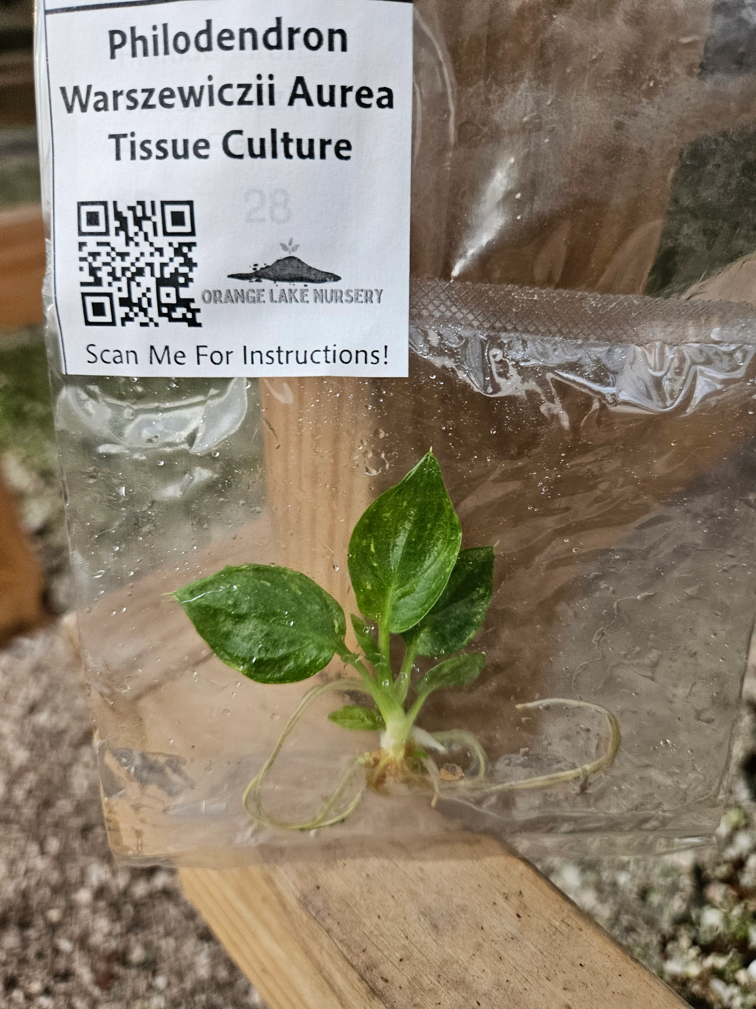 Philodendron Warscewiczii Aurea Tissue Culture