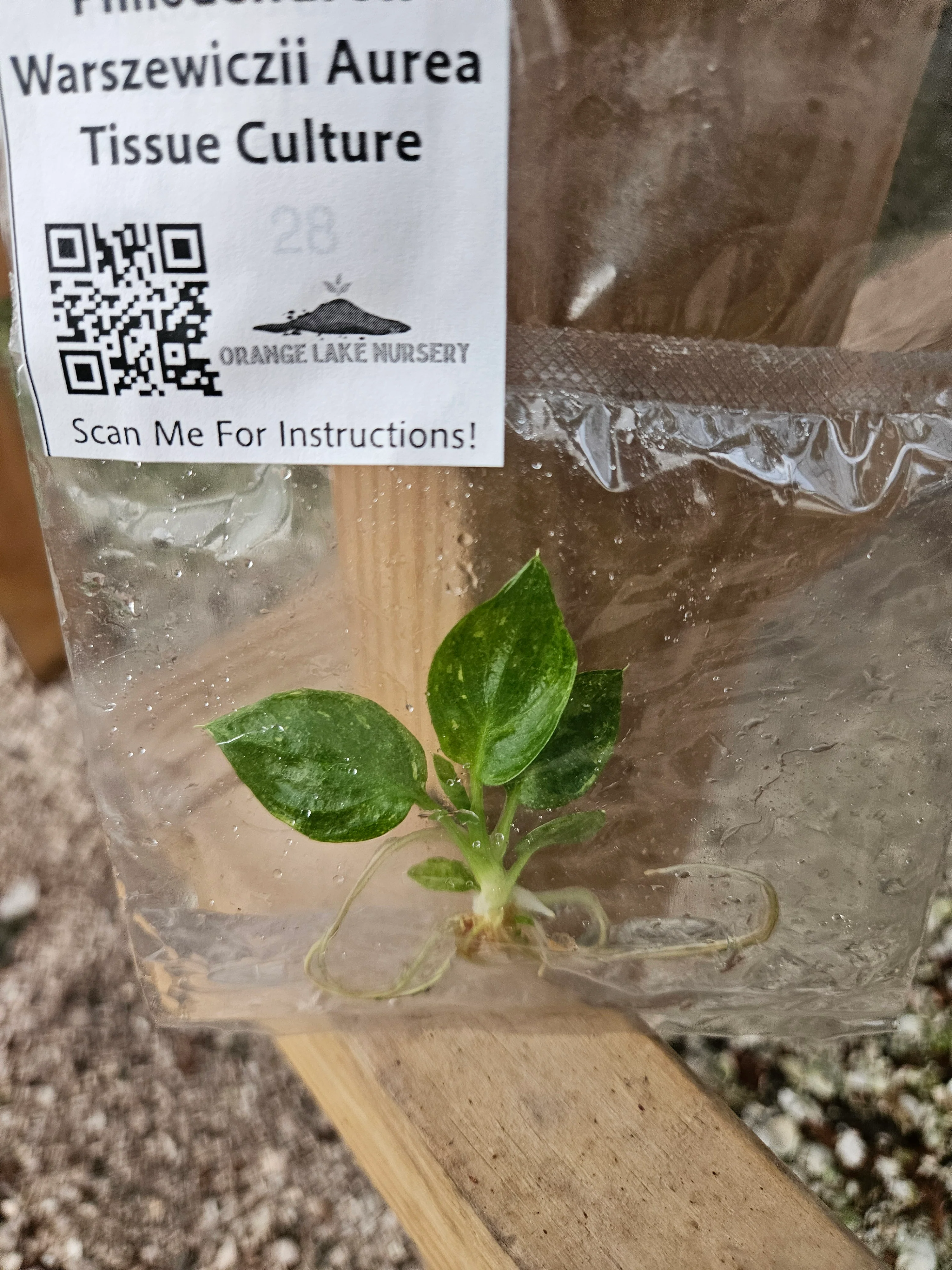 Philodendron Warscewiczii Aurea Tissue Culture - Image 2