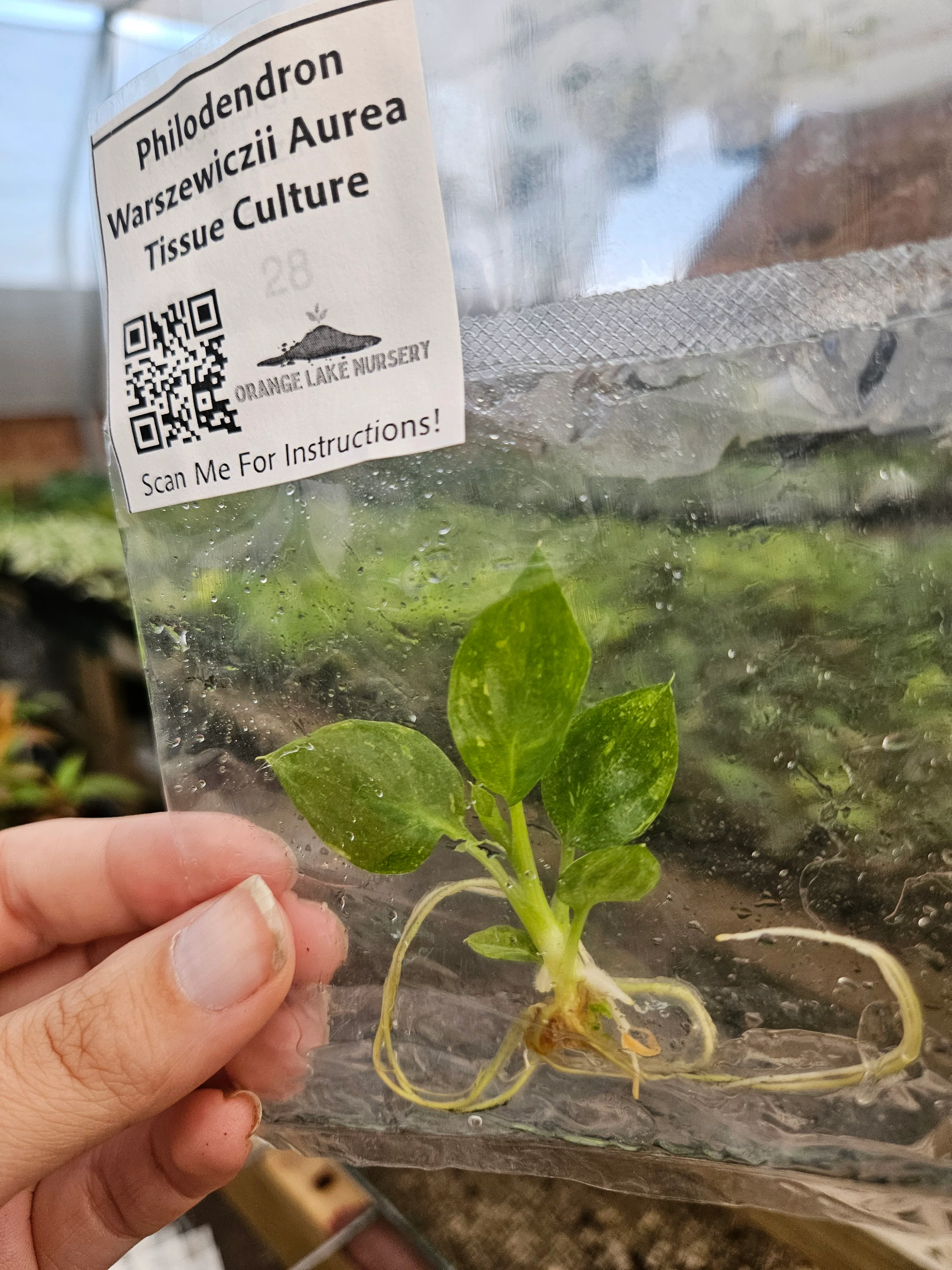 Philodendron Warscewiczii Aurea Tissue Culture - Image 3