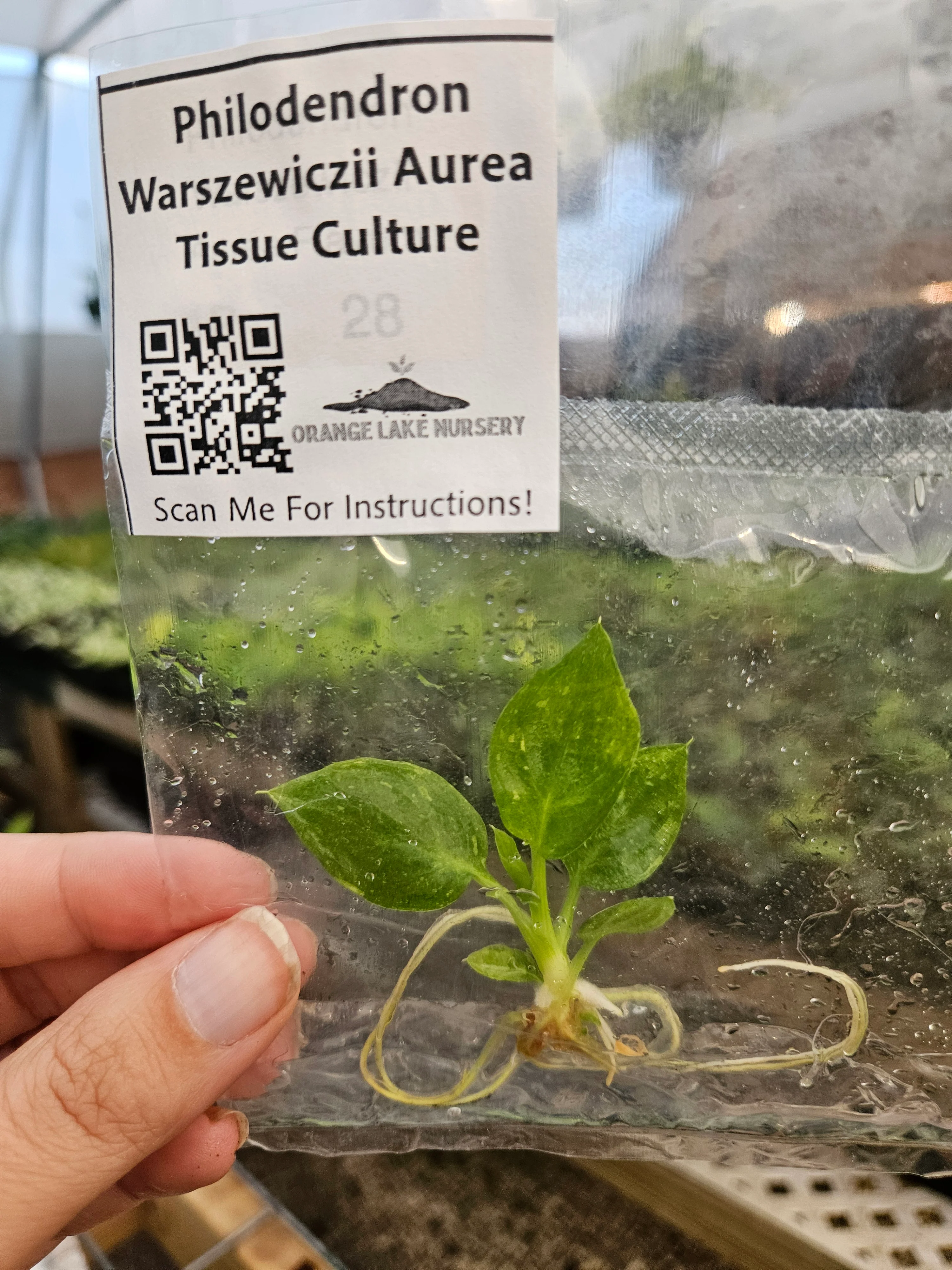 Philodendron Warscewiczii Aurea Tissue Culture - Image 4