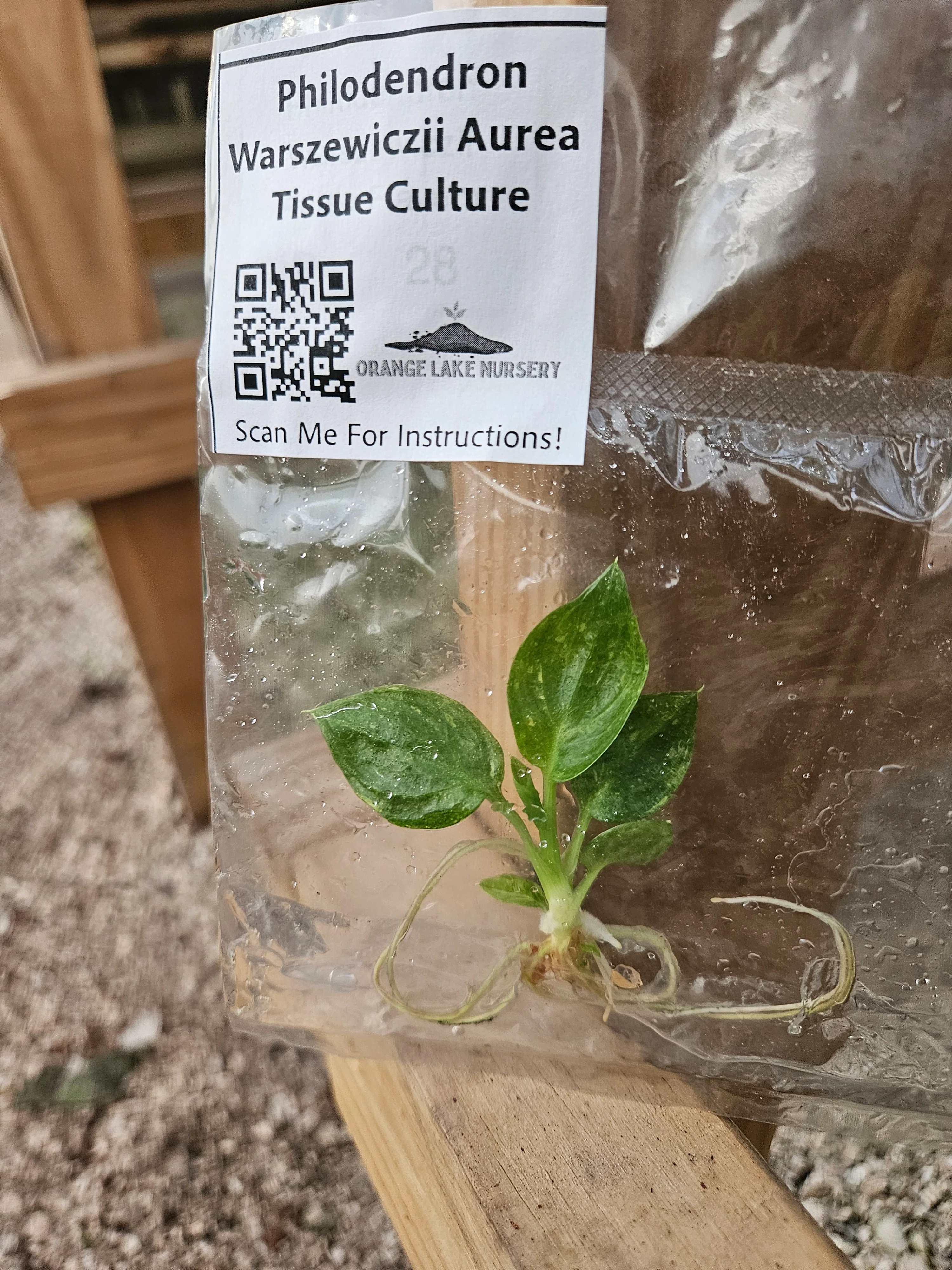 Philodendron Warscewiczii Aurea Tissue Culture - Image 5
