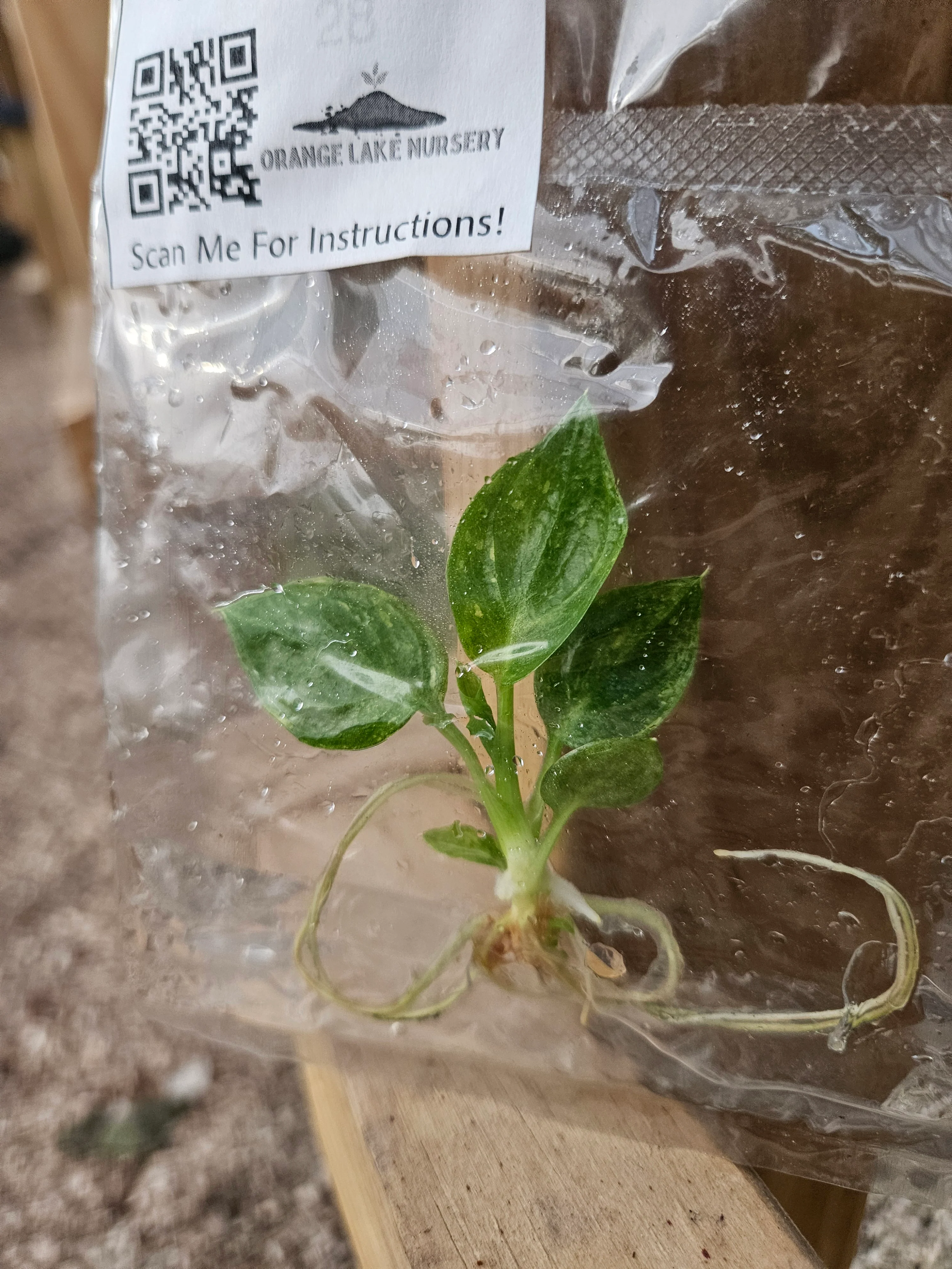 Philodendron Warscewiczii Aurea Tissue Culture - Image 6