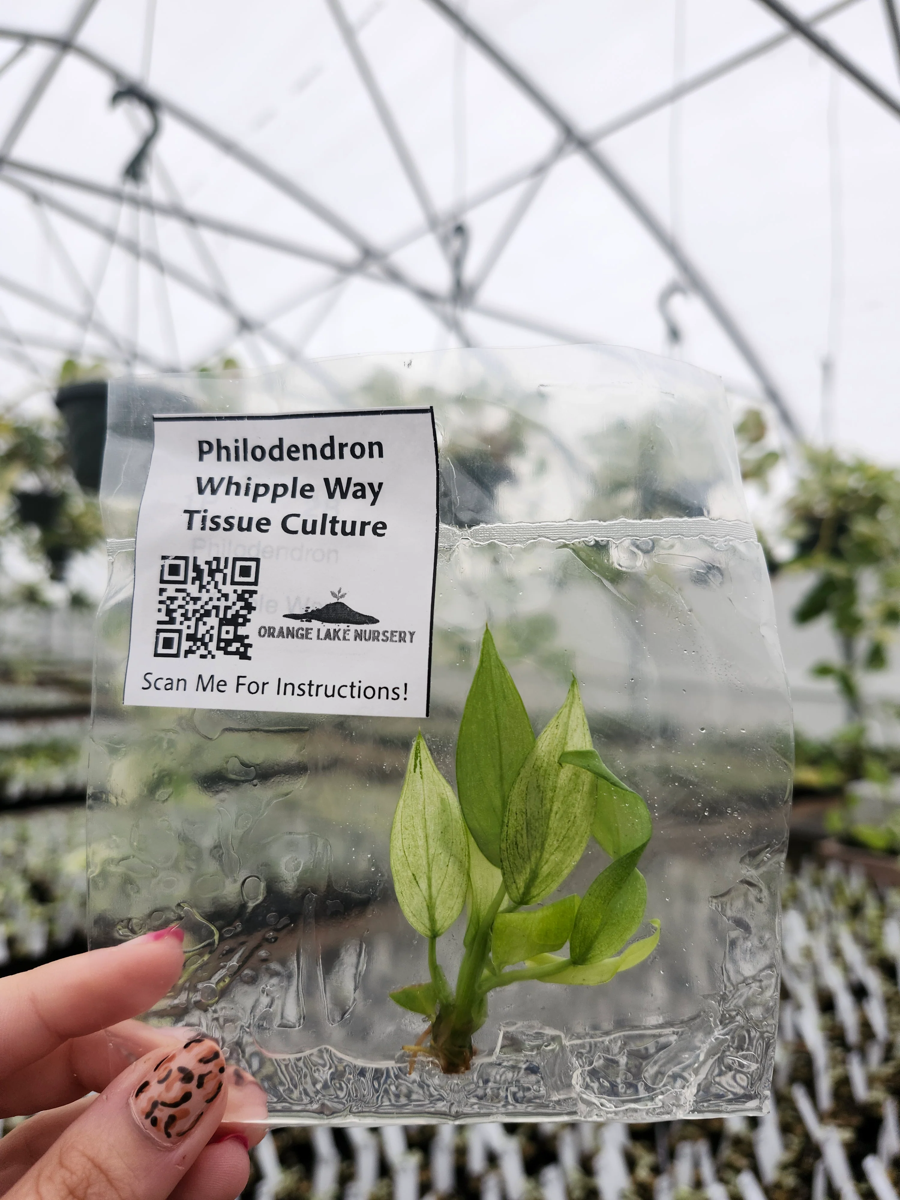 Philodendron Whipple Way Tissue Culture