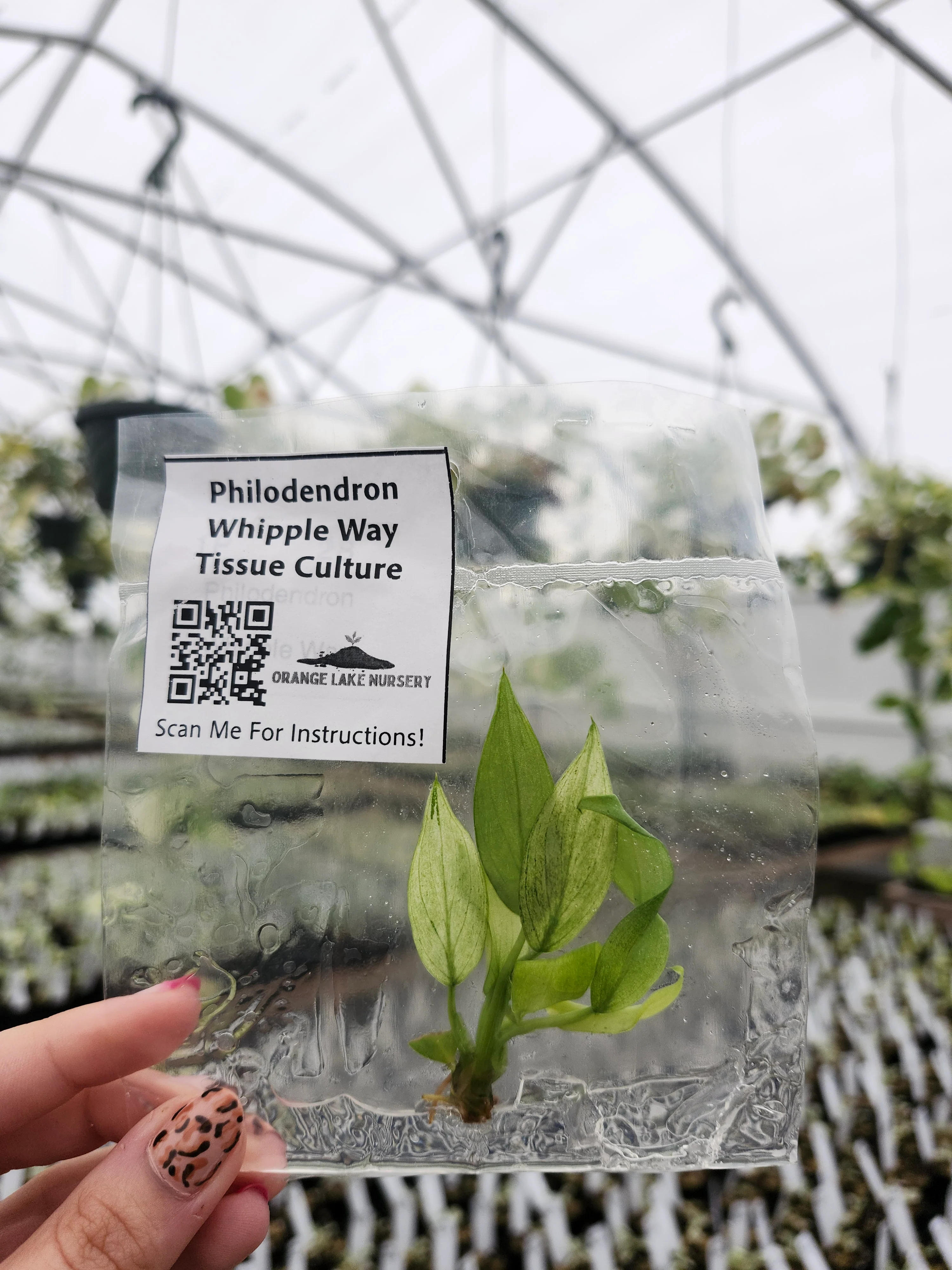 Philodendron Whipple Way Tissue Culture - Image 2