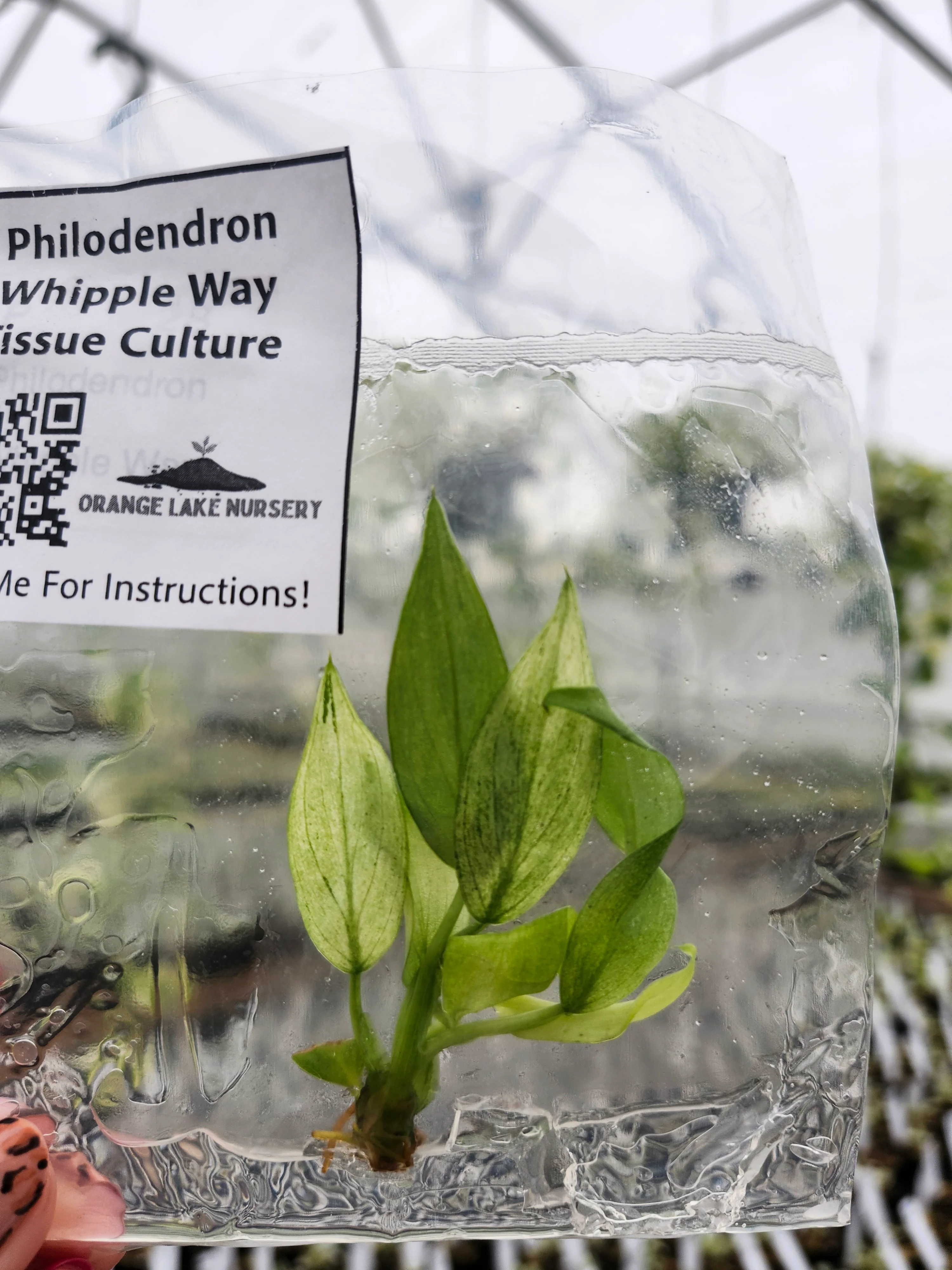 Philodendron Whipple Way Tissue Culture - Image 3