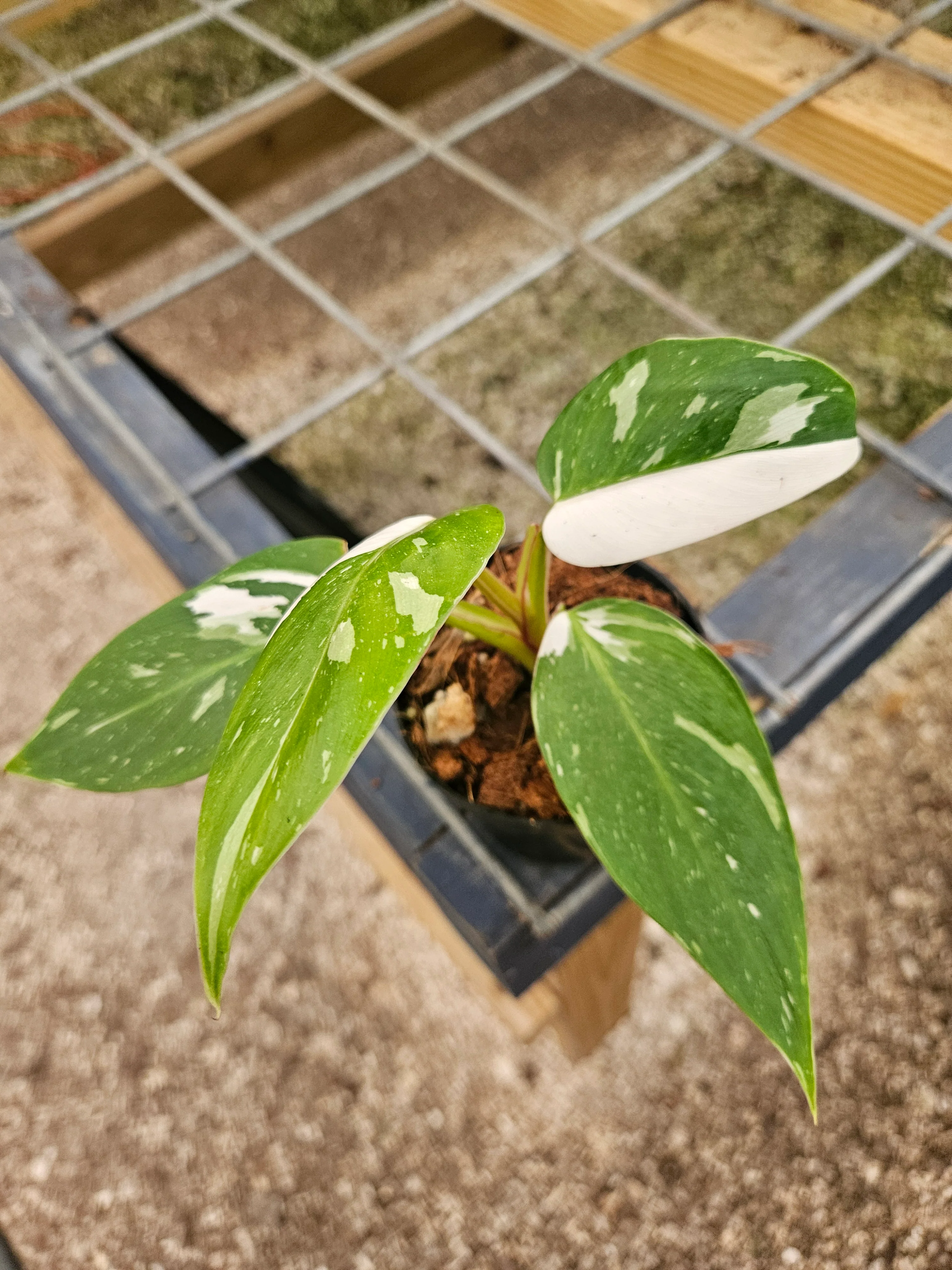 Philodendron White Princess - (3in) Growers Choice - Image 10