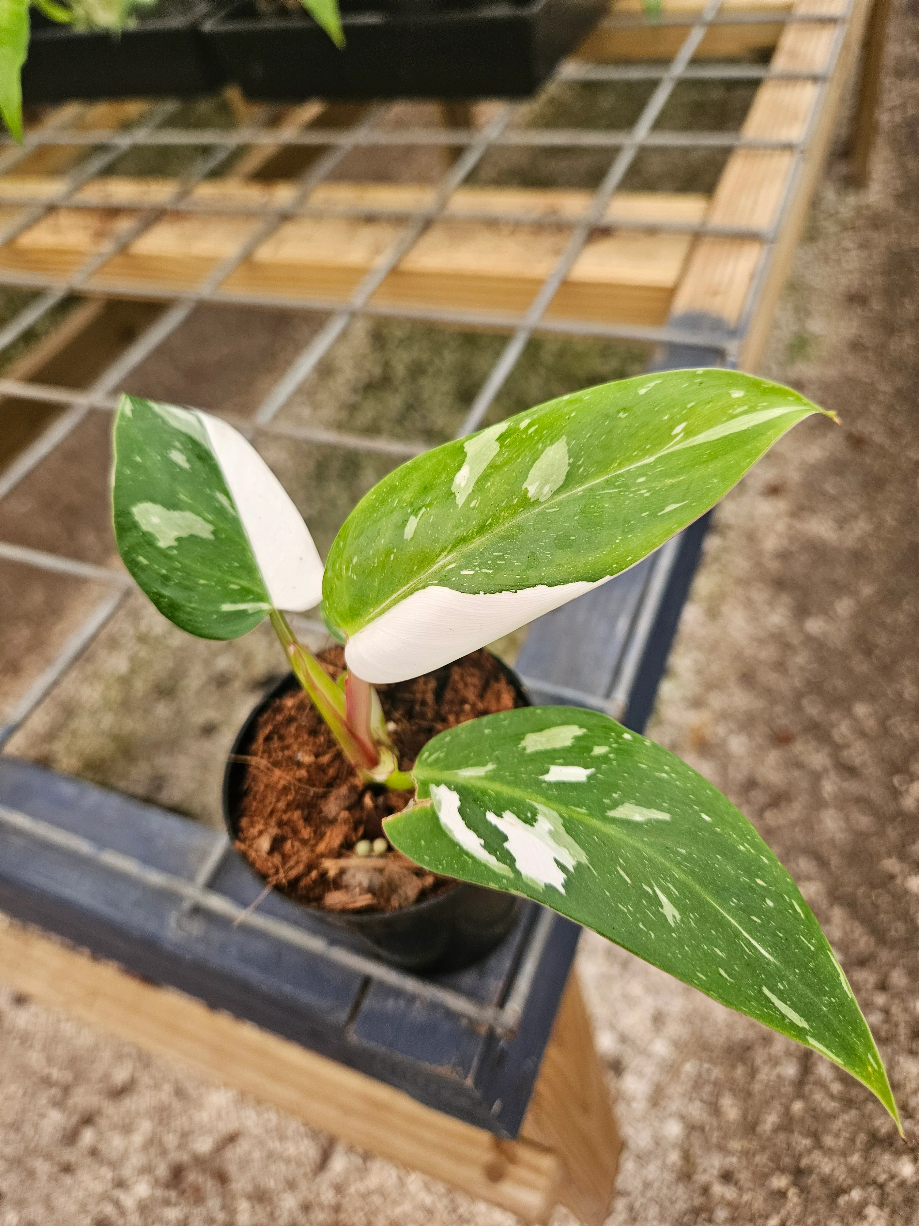 Philodendron White Princess - (3in) Growers Choice - Image 13