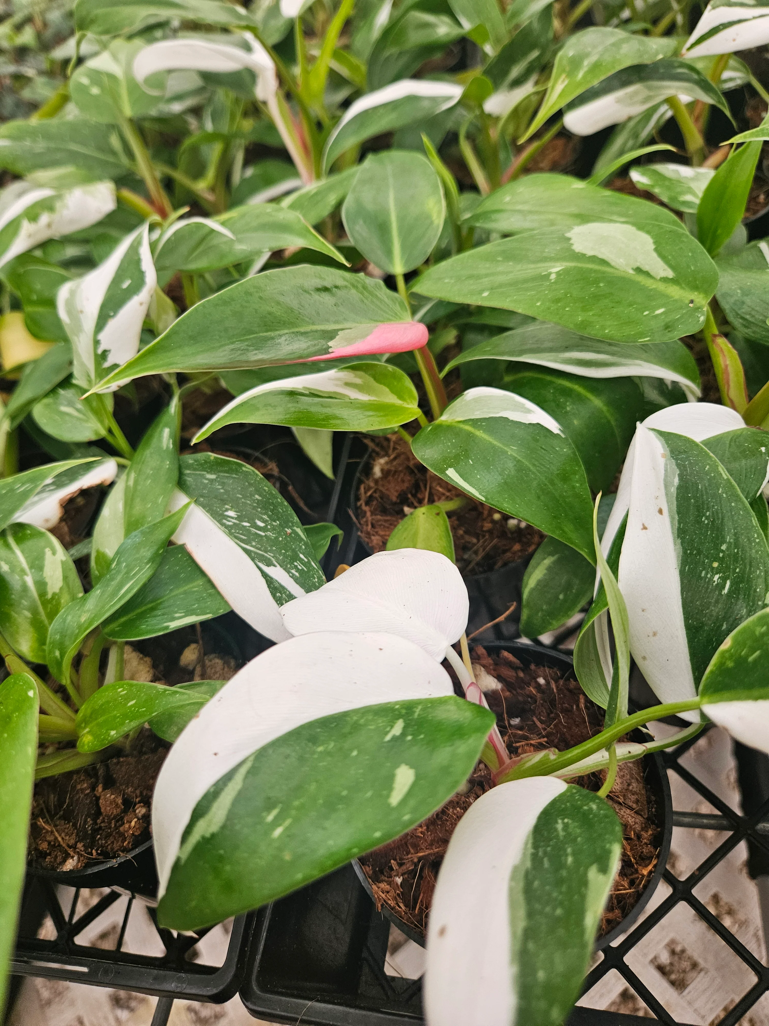 Philodendron White Princess - (3in) Growers Choice - Image 14