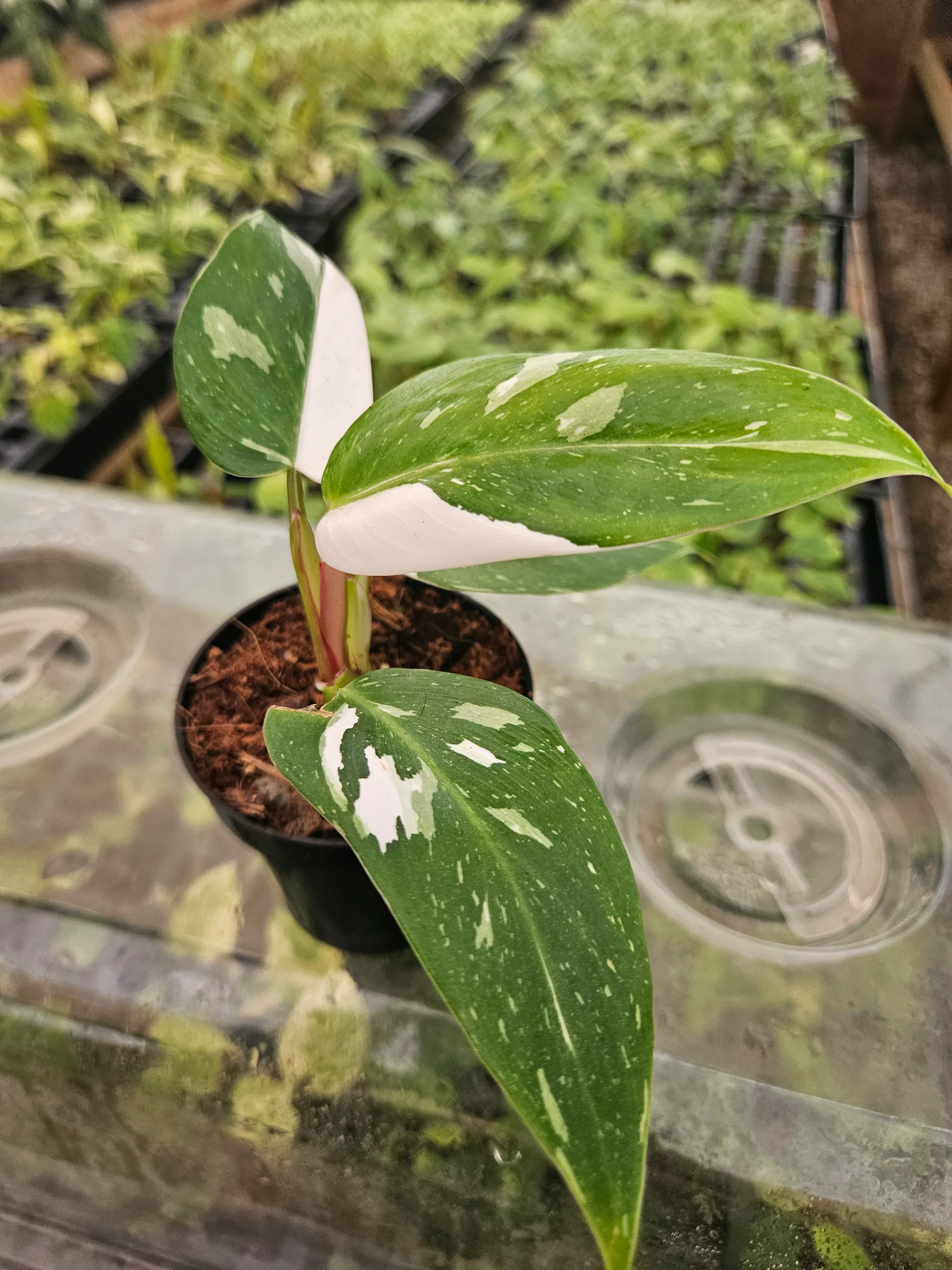 Philodendron White Princess - (3in) Growers Choice - Image 2