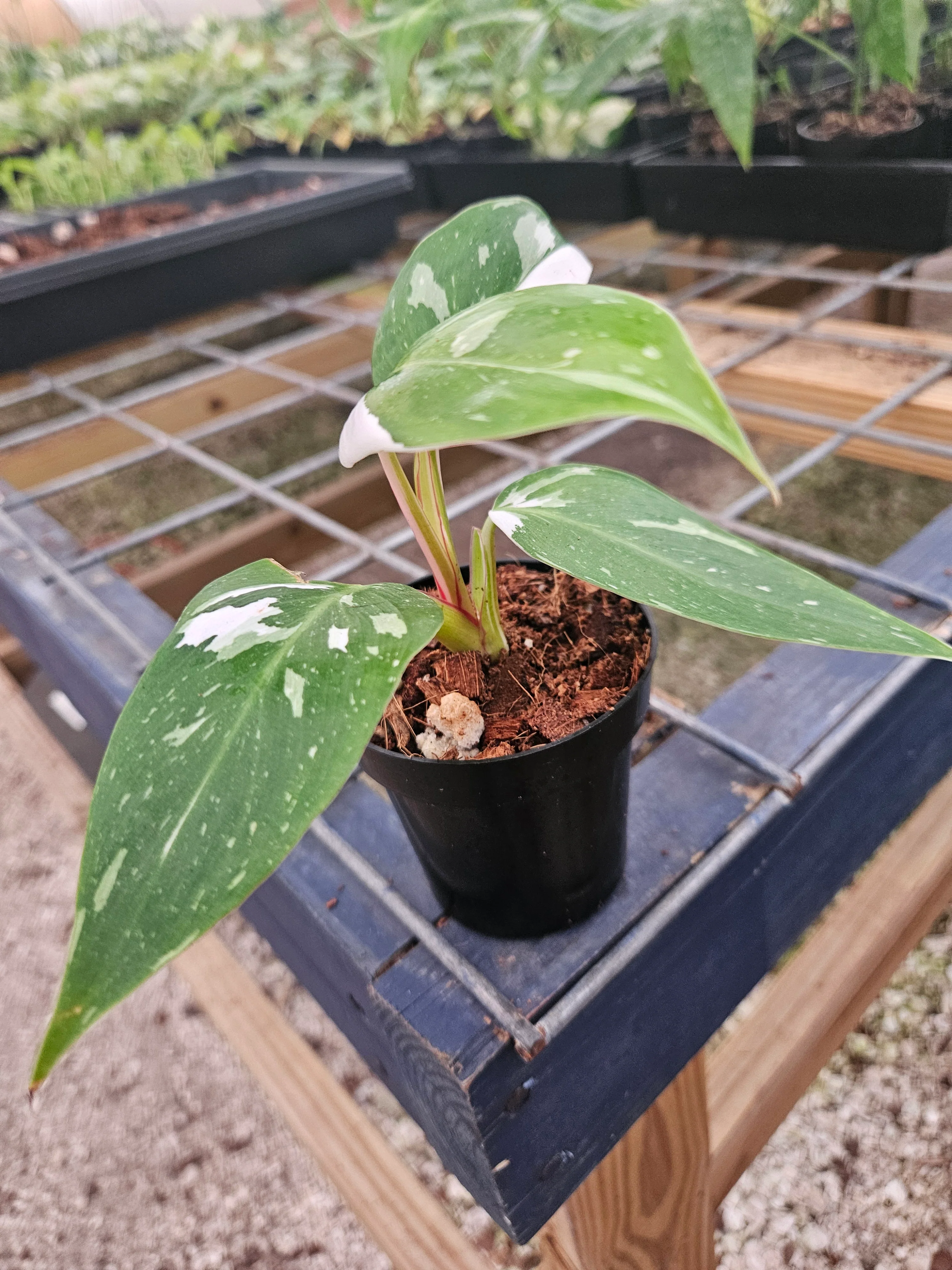 Philodendron White Princess - (3in) Growers Choice - Image 7