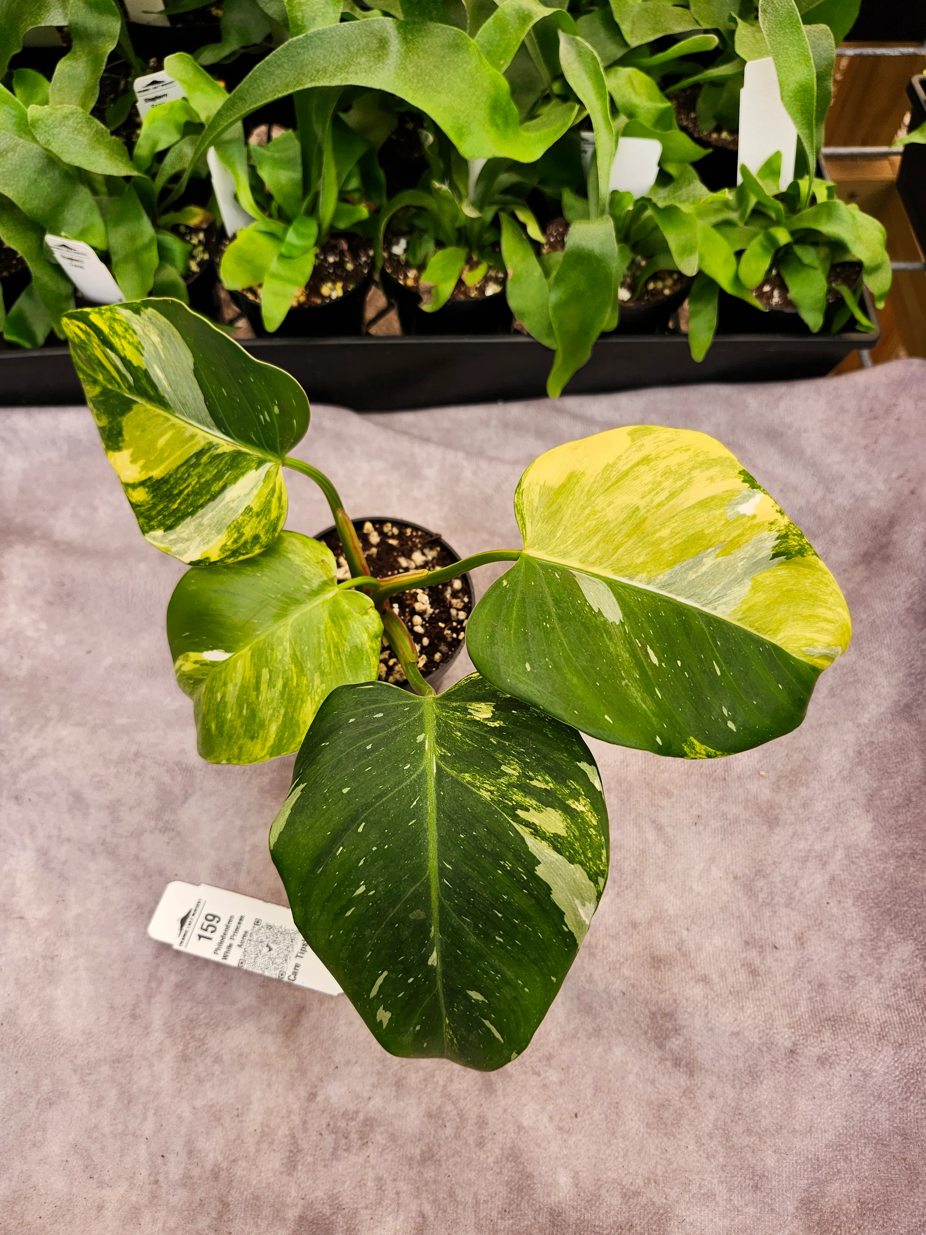 Philodendron White Princess Aurea (3in)-159