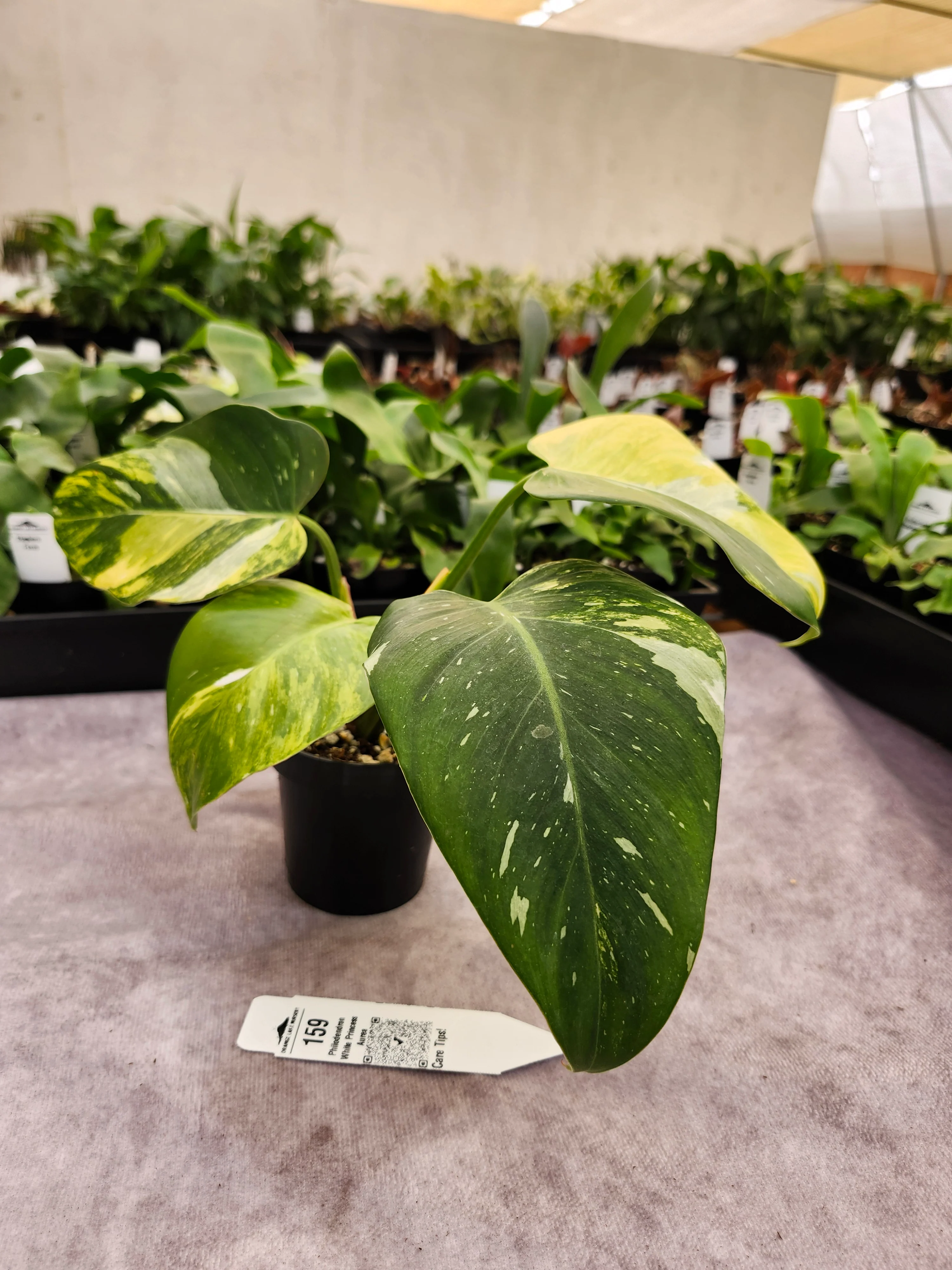 Philodendron White Princess Aurea (3in)-159 - Image 2