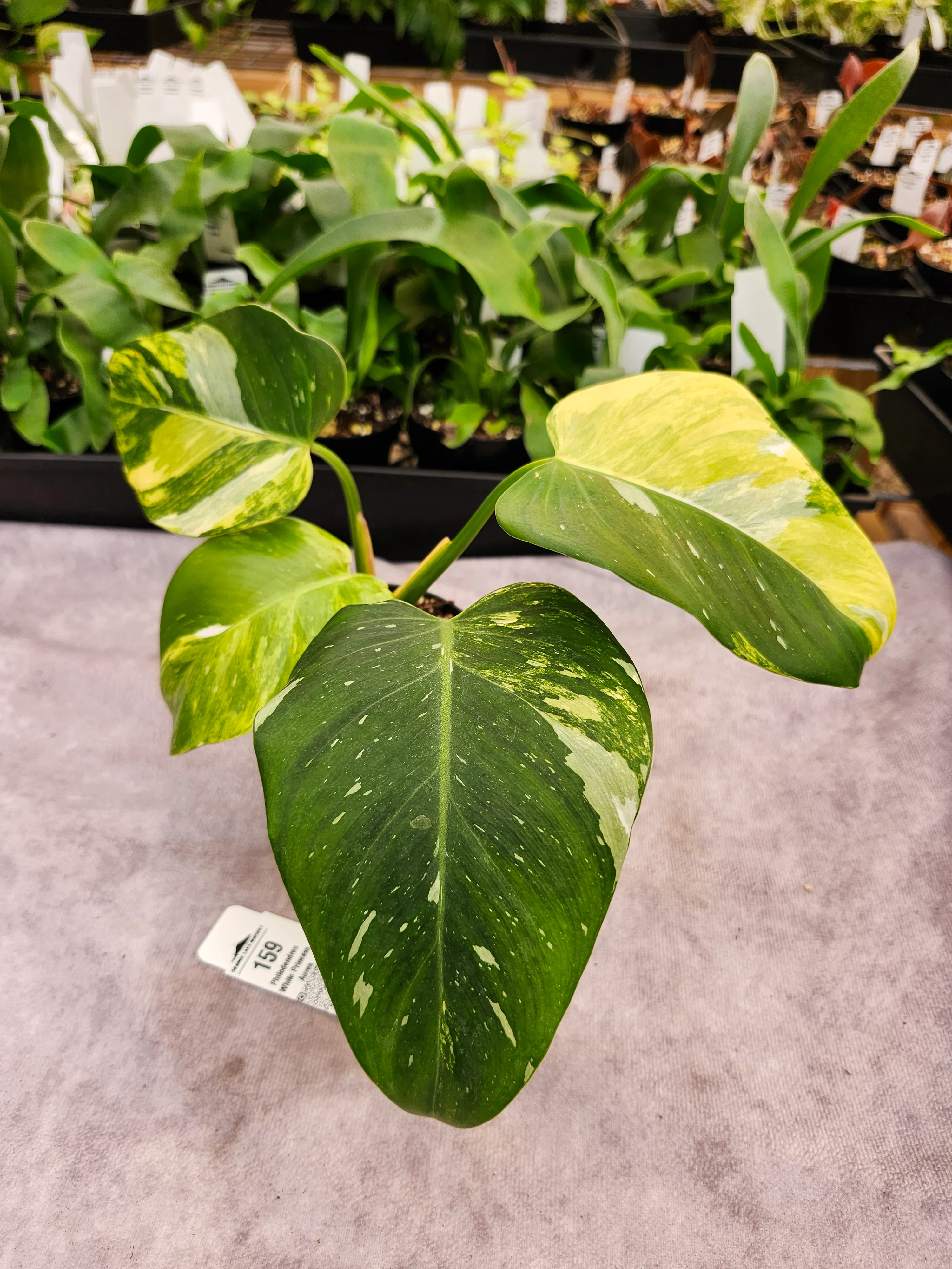 Philodendron White Princess Aurea (3in)-159 - Image 3