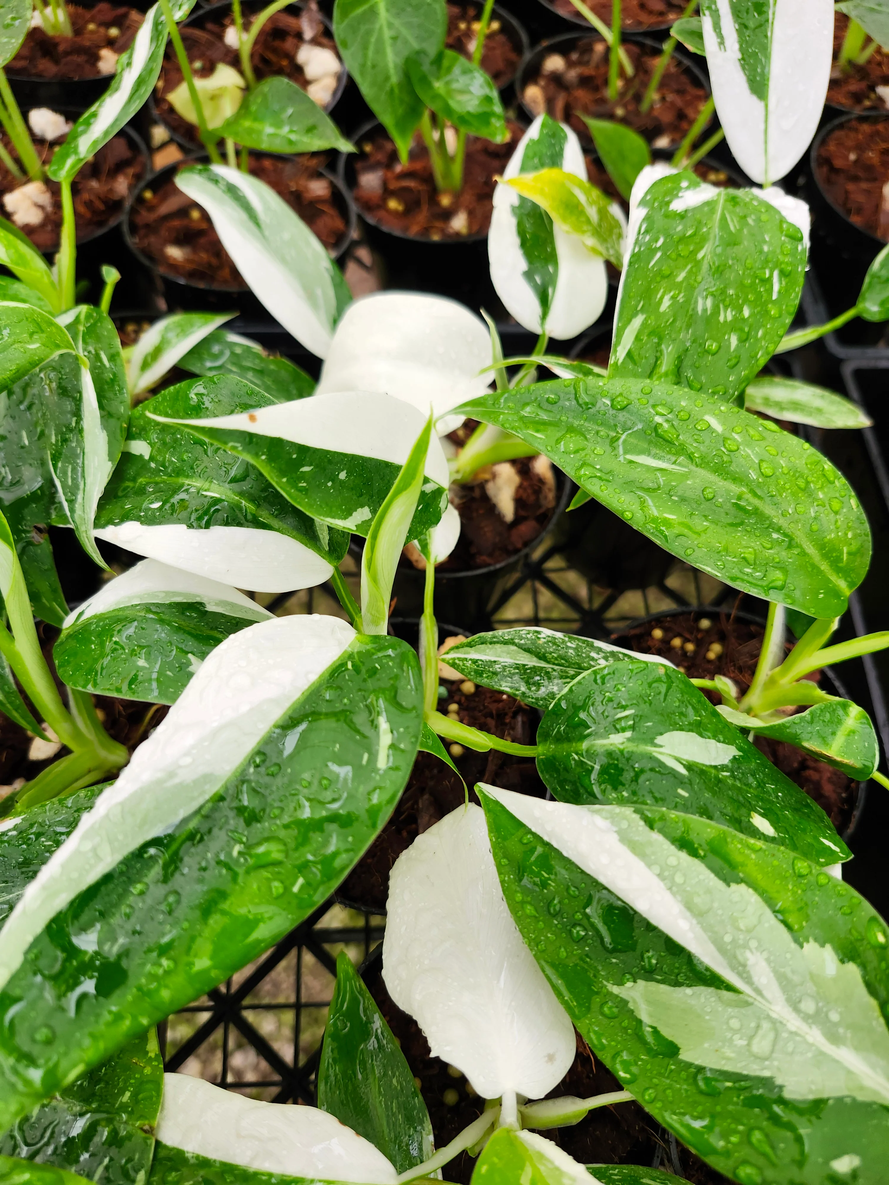 Philodendron White Wizard - Image 11