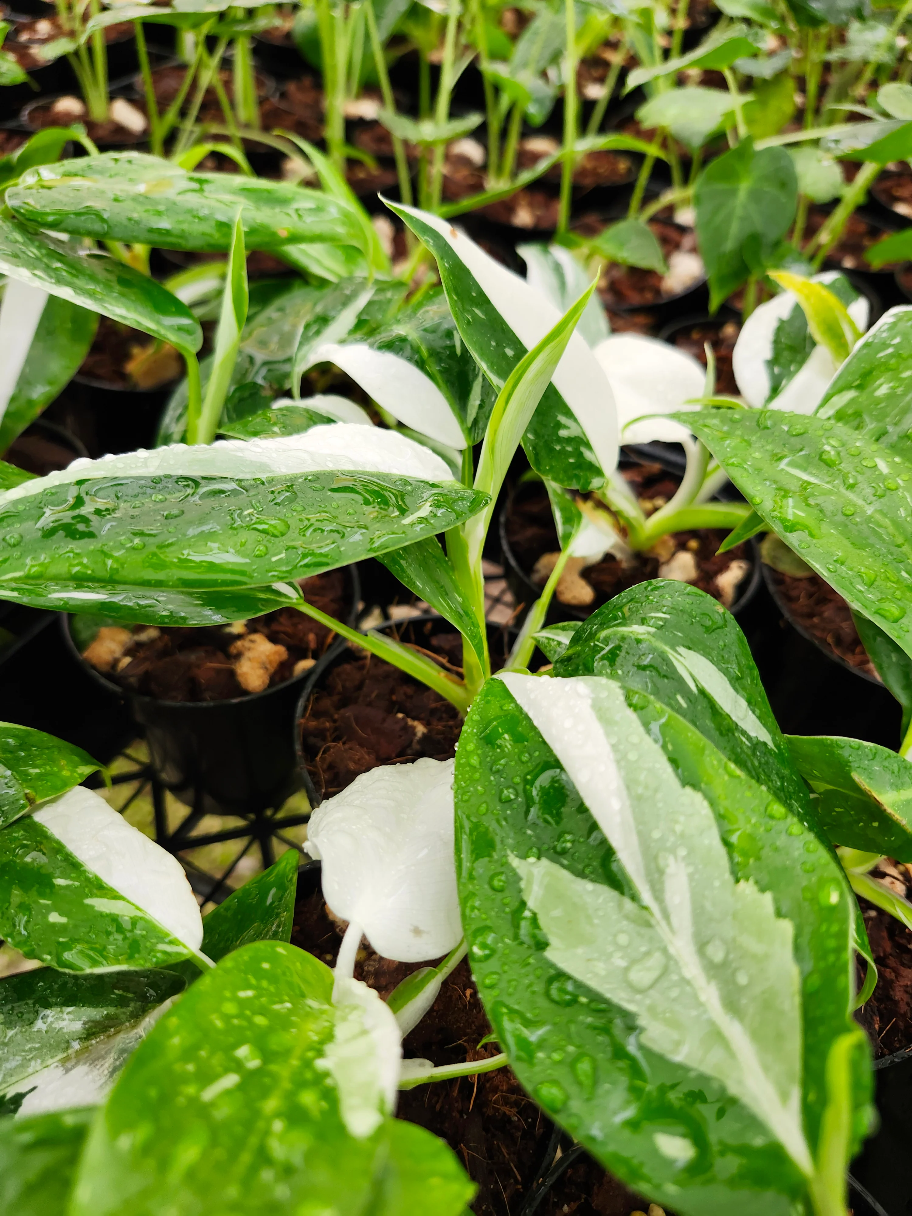 Philodendron White Wizard - Image 13