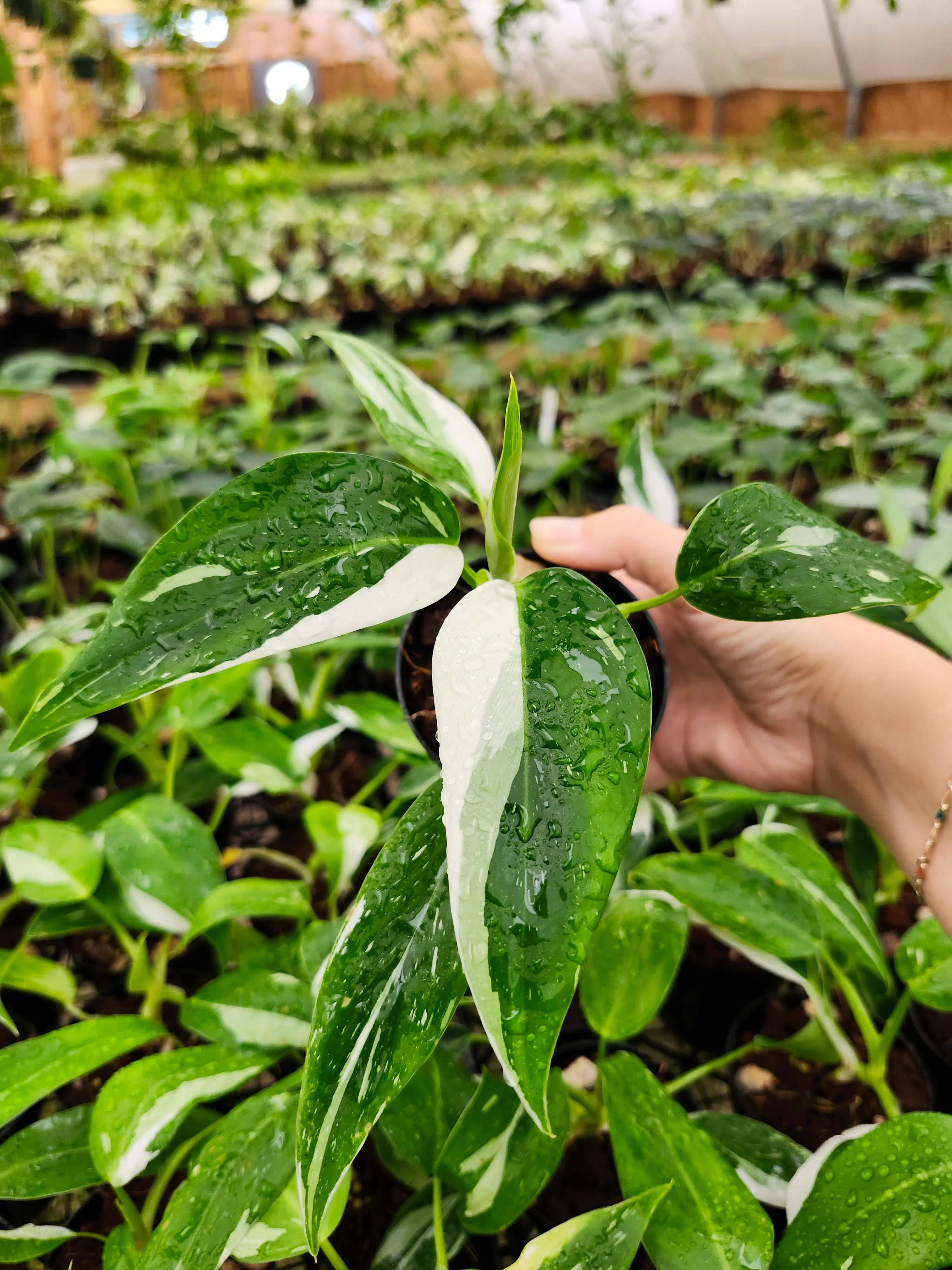 Philodendron White Wizard - Image 15