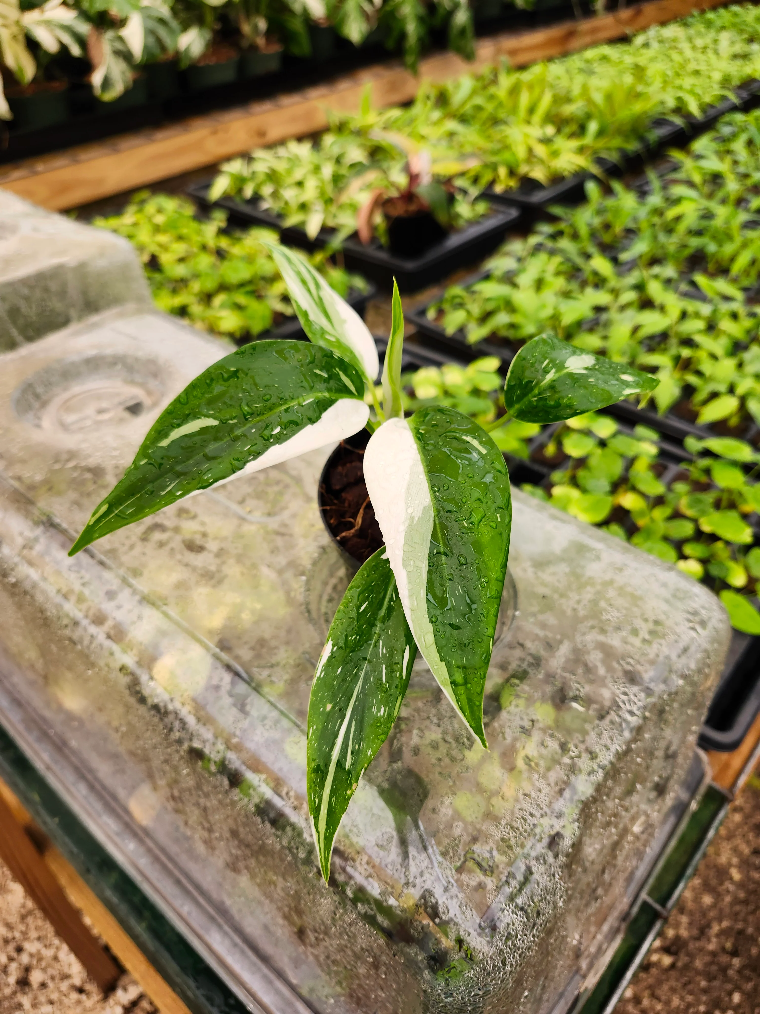 Philodendron White Wizard - Image 7