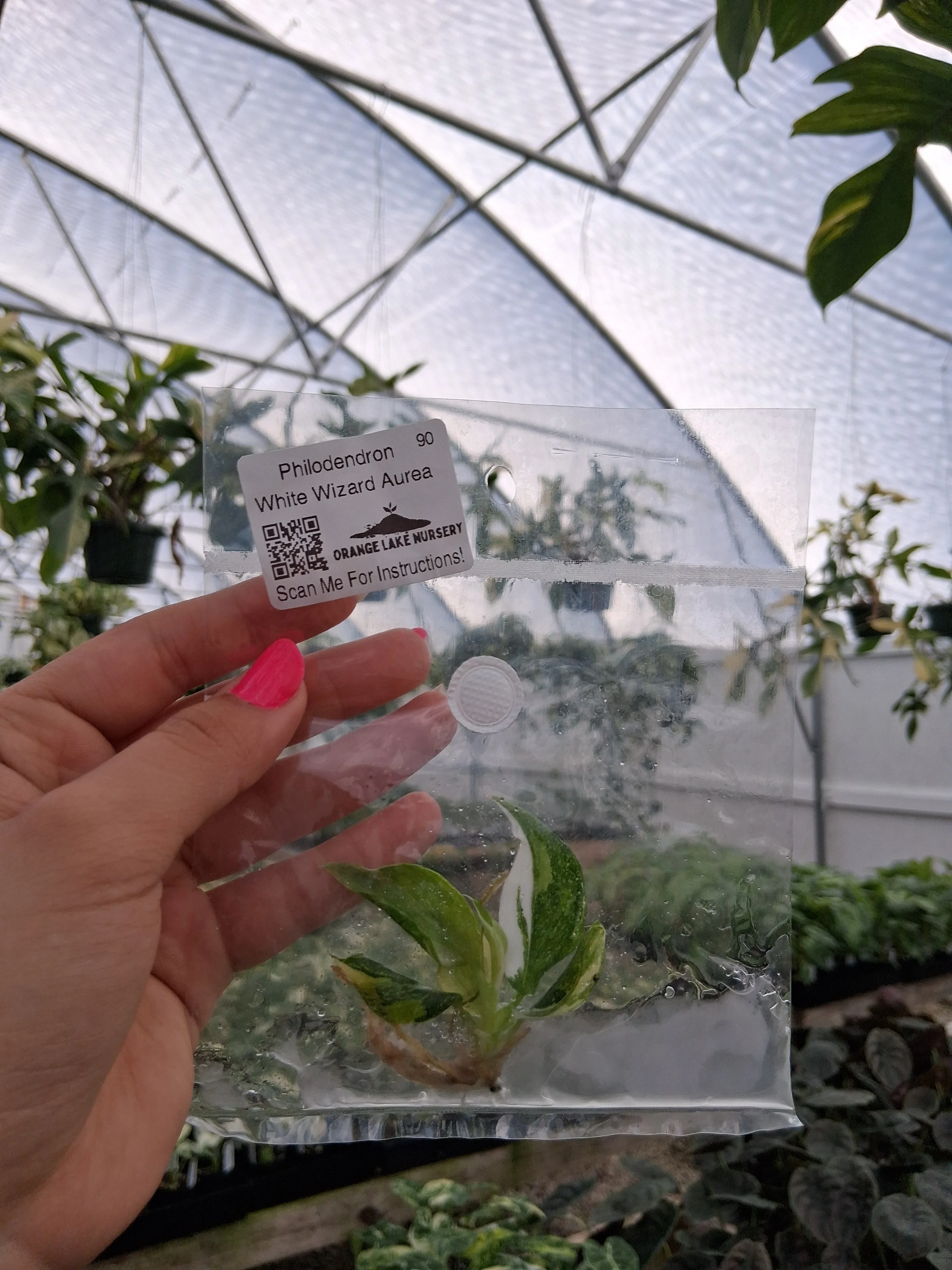 Philodendron White Wizard Aurea Tissue Culture